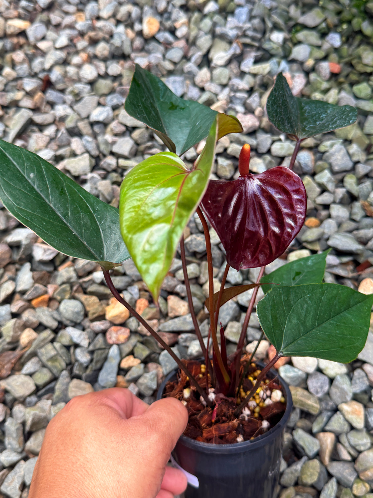 Anthurium 'Sempre' V77