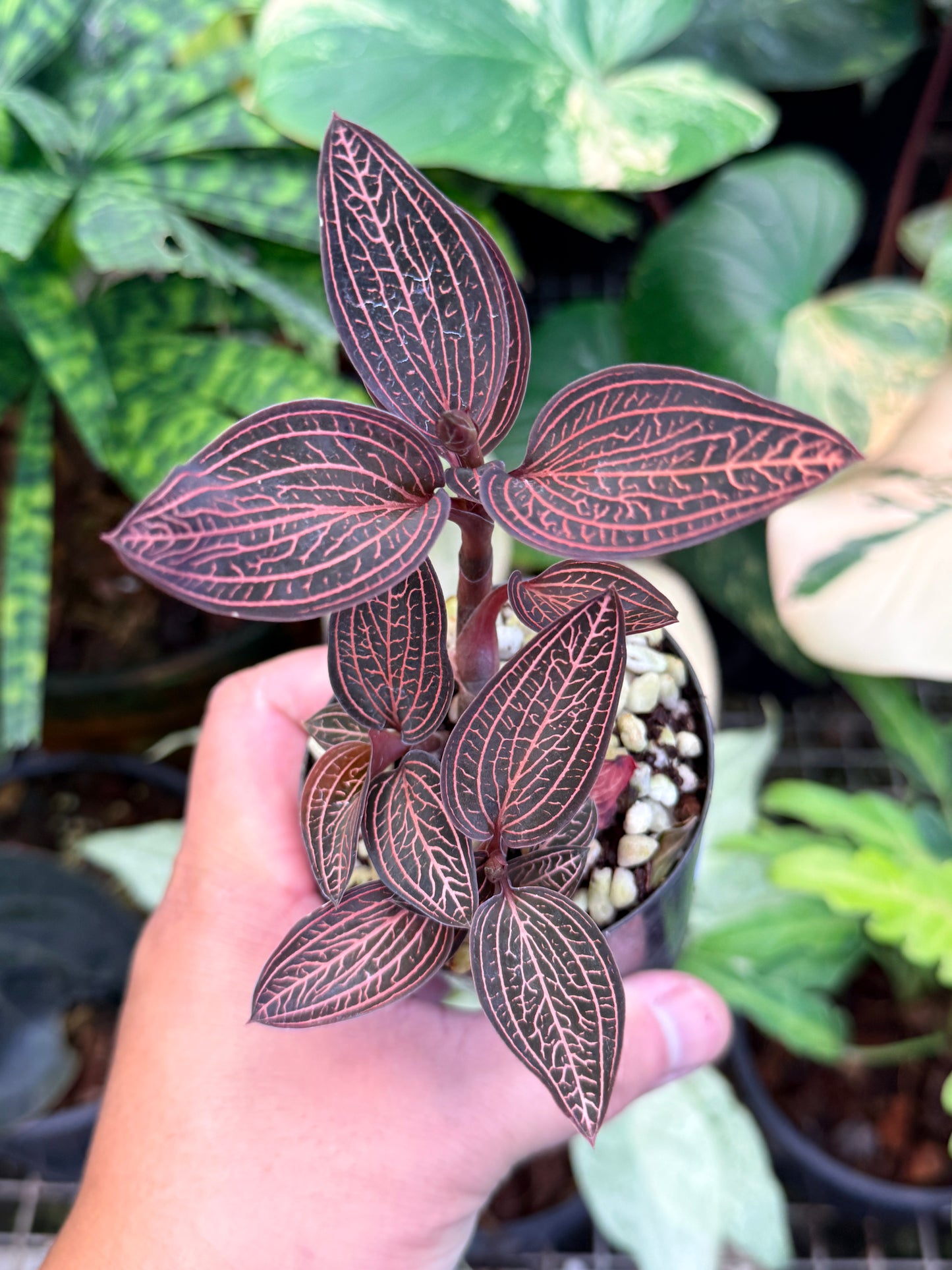 Ludisia discolor 'Spiderman' M47