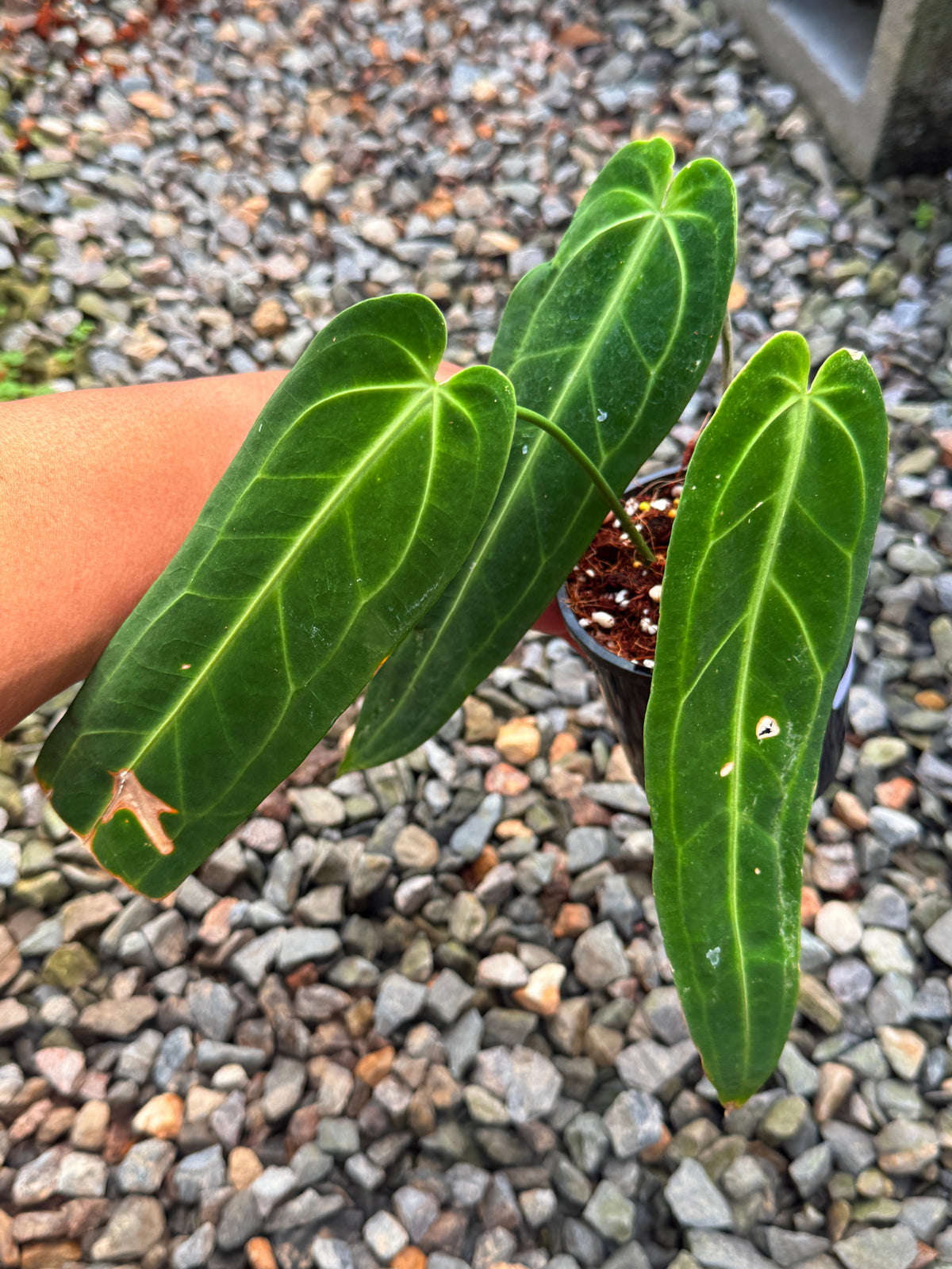 Anthurium warocqueanum NONTC V75