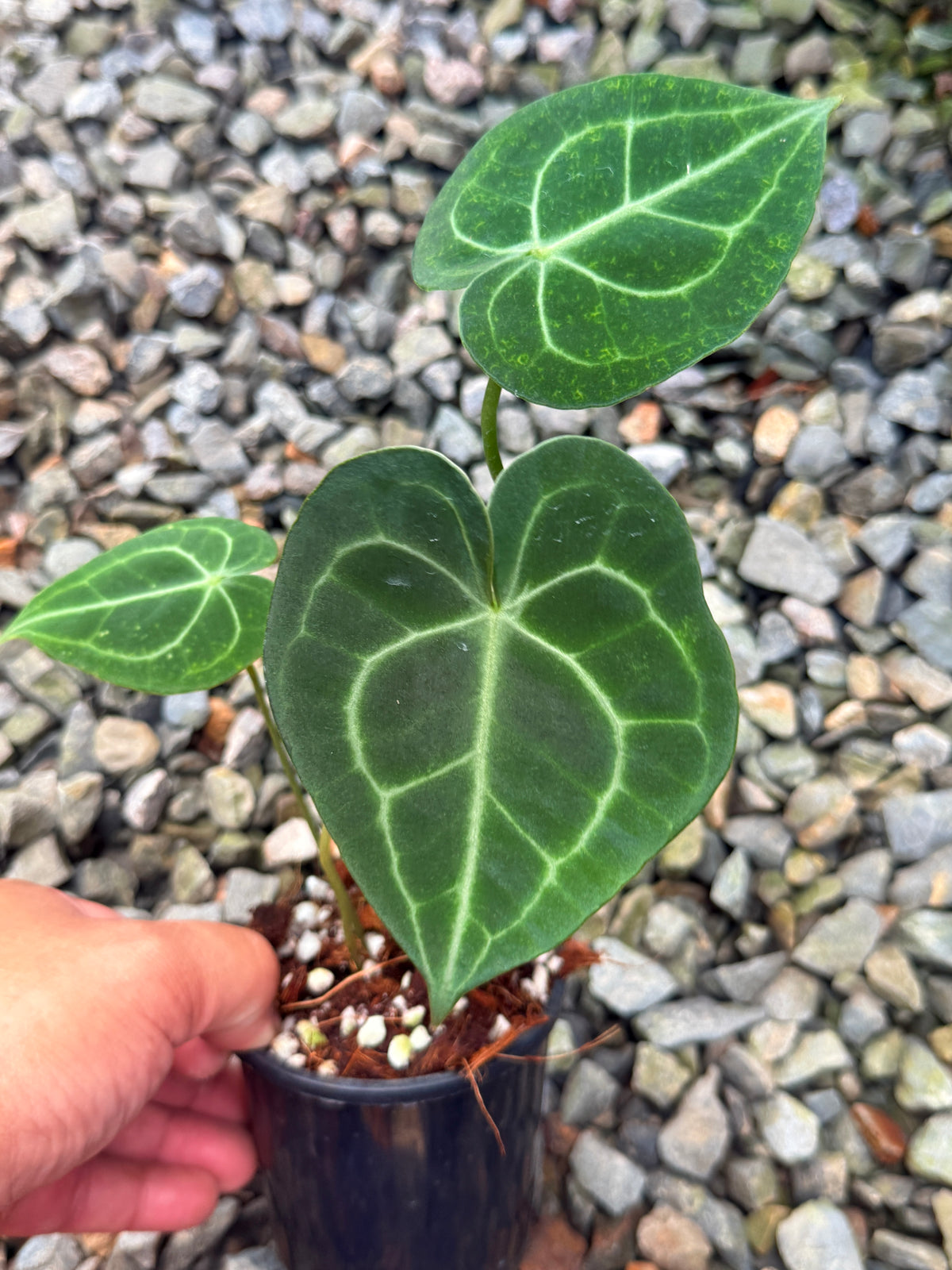 Anthurium Clarinervium V74