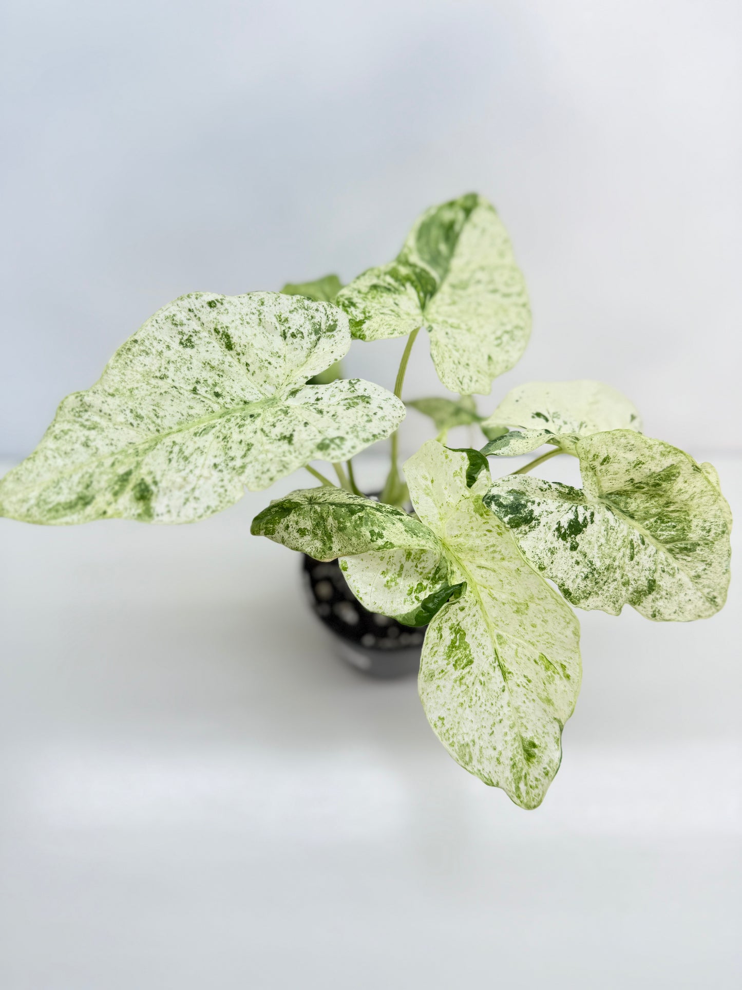 Alocasia odora Batik Variegata V8