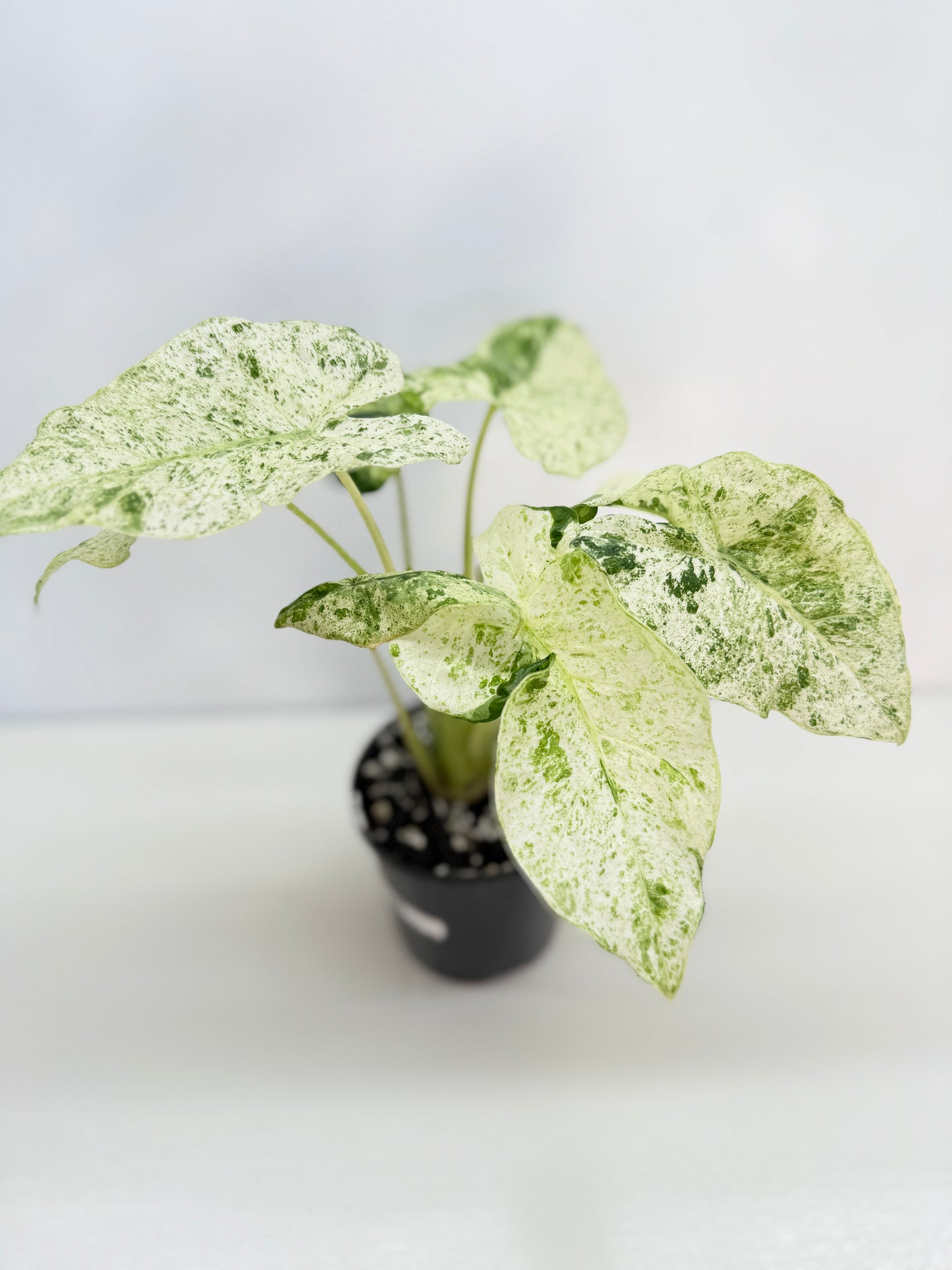 Alocasia odora Batik Variegata V8