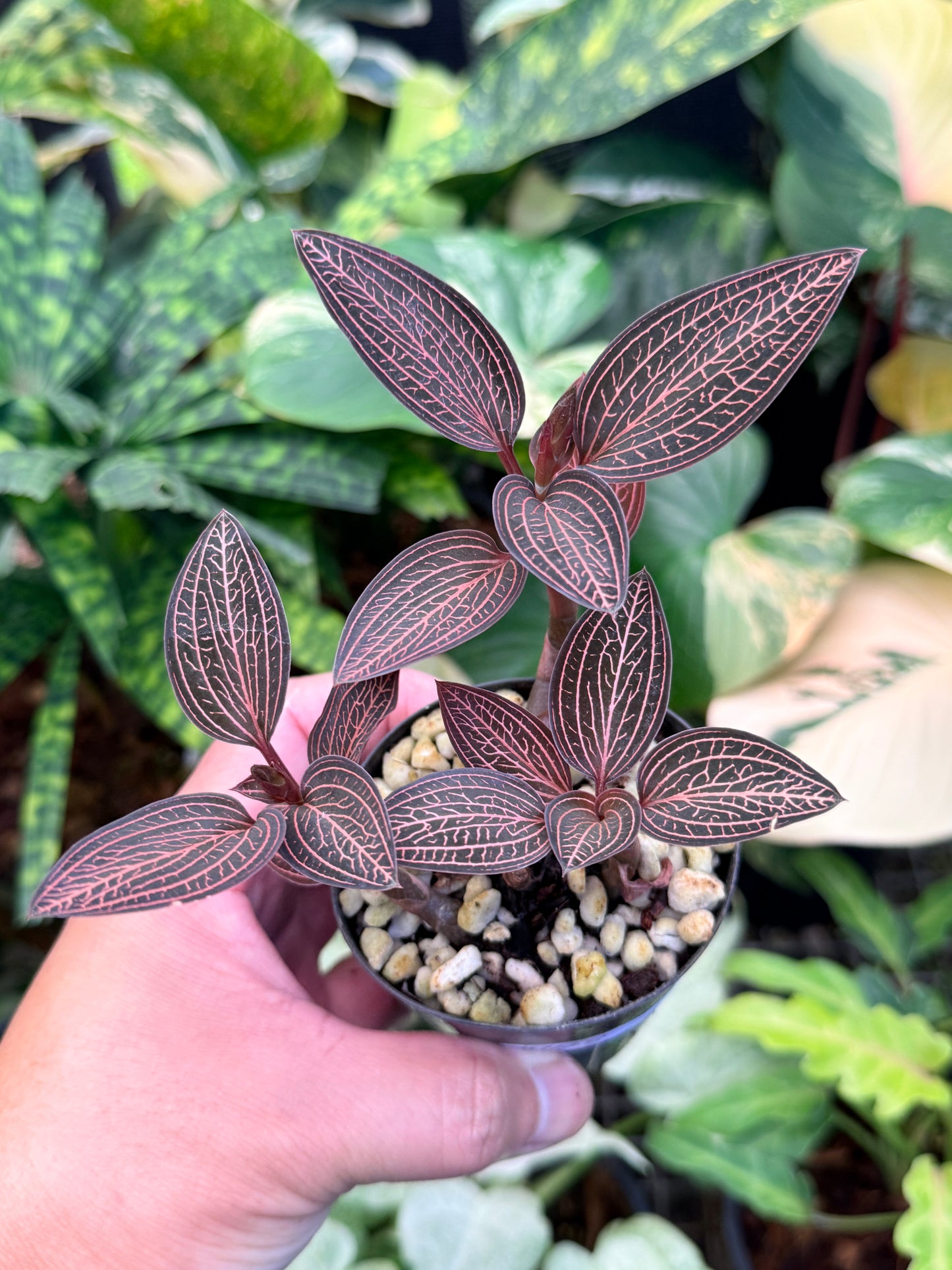 Ludisia discolor 'Spiderman' M48