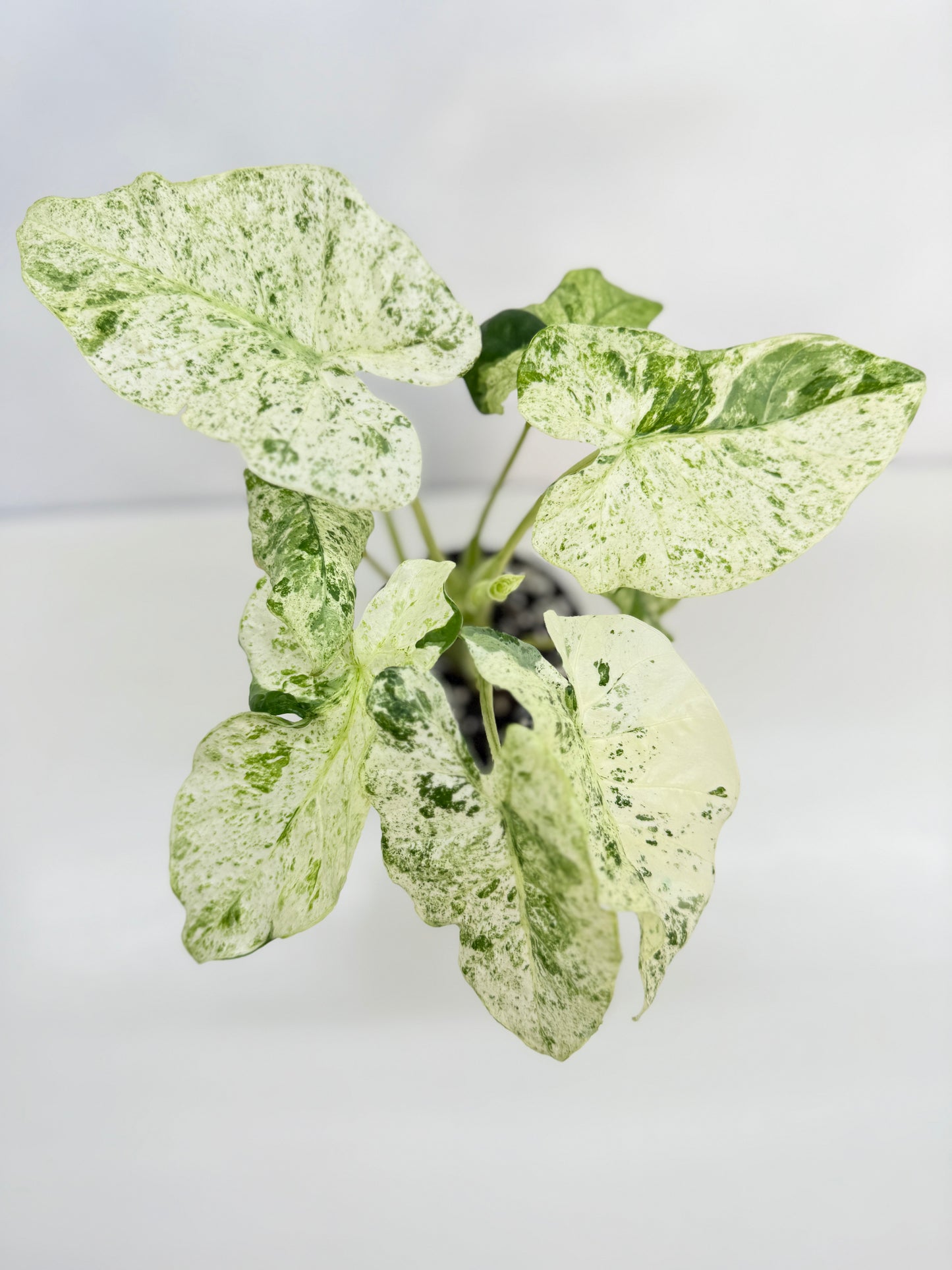 Alocasia odora Batik Variegata V8