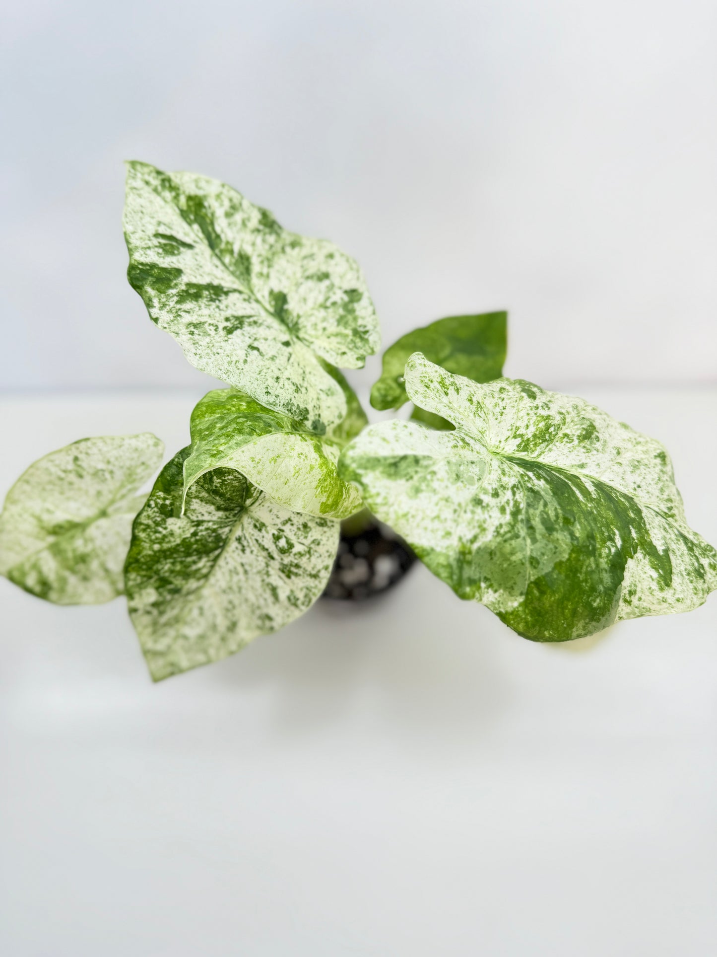 Alocasia odora Batik Variegata B81