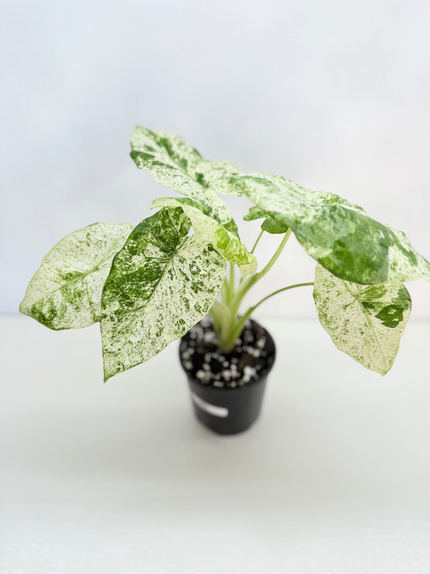 Alocasia odora Batik Variegata B81