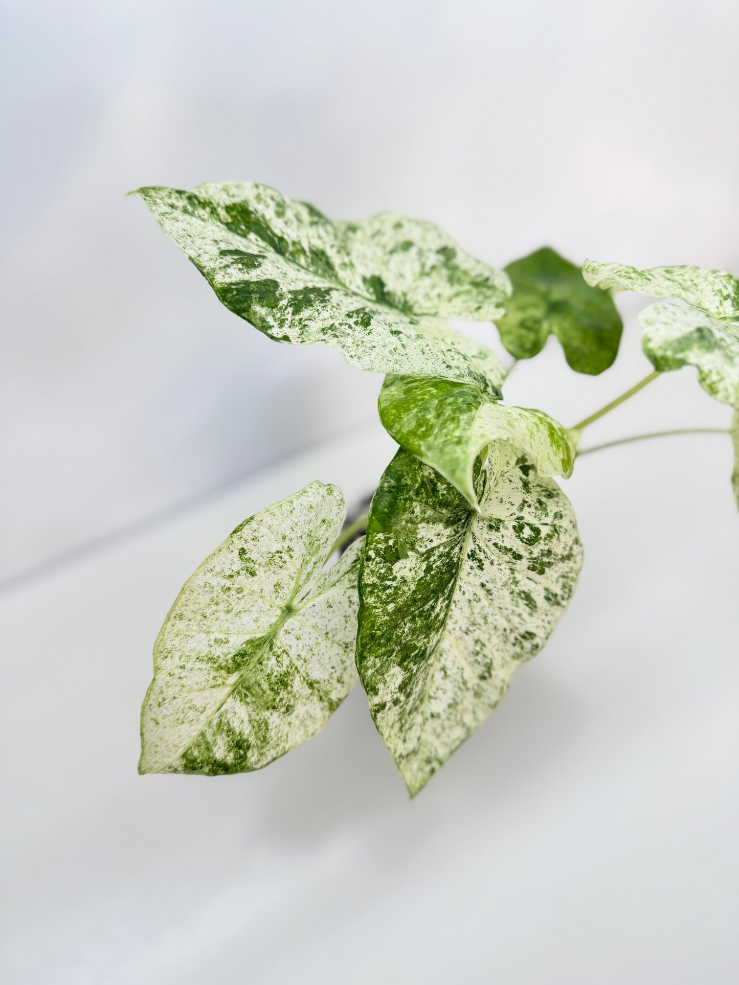 Alocasia odora Batik Variegata B81