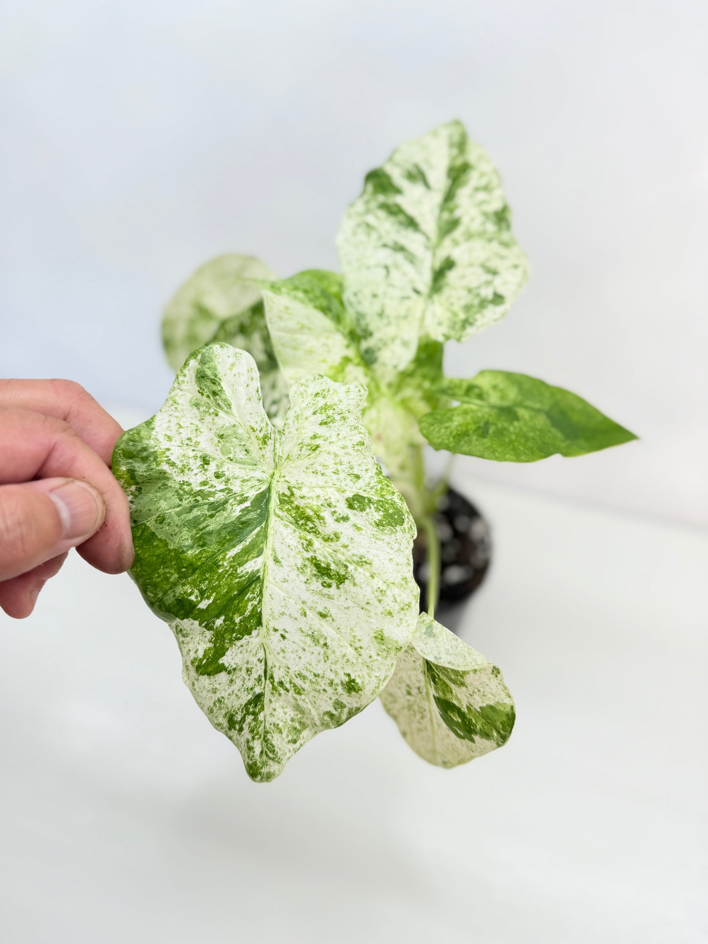 Alocasia odora Batik Variegata B81