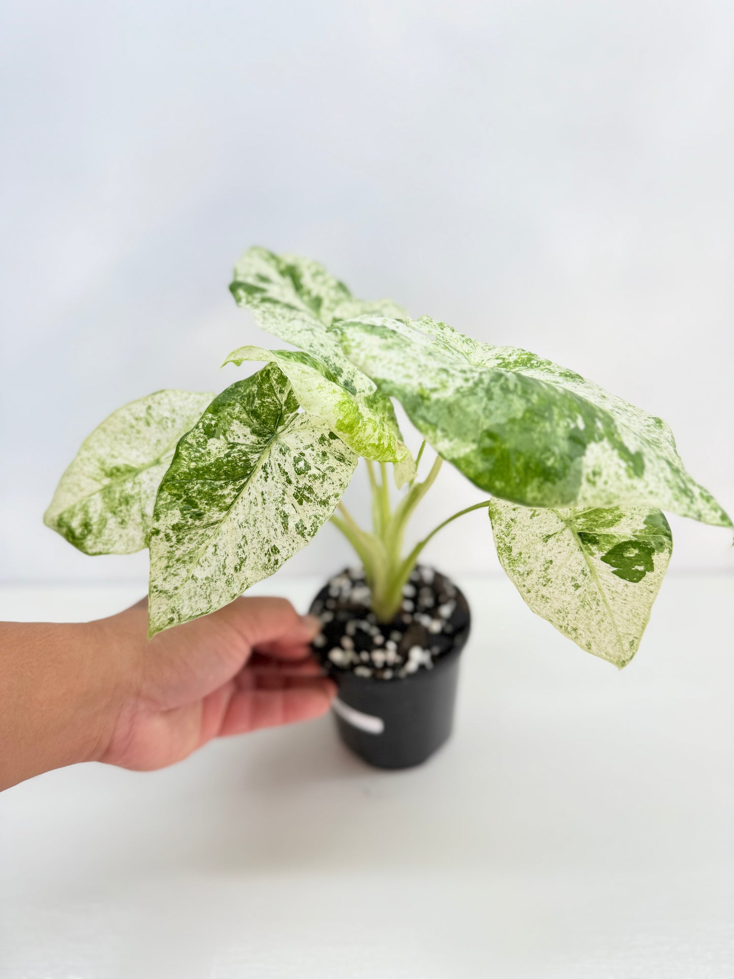 Alocasia odora Batik Variegata B81
