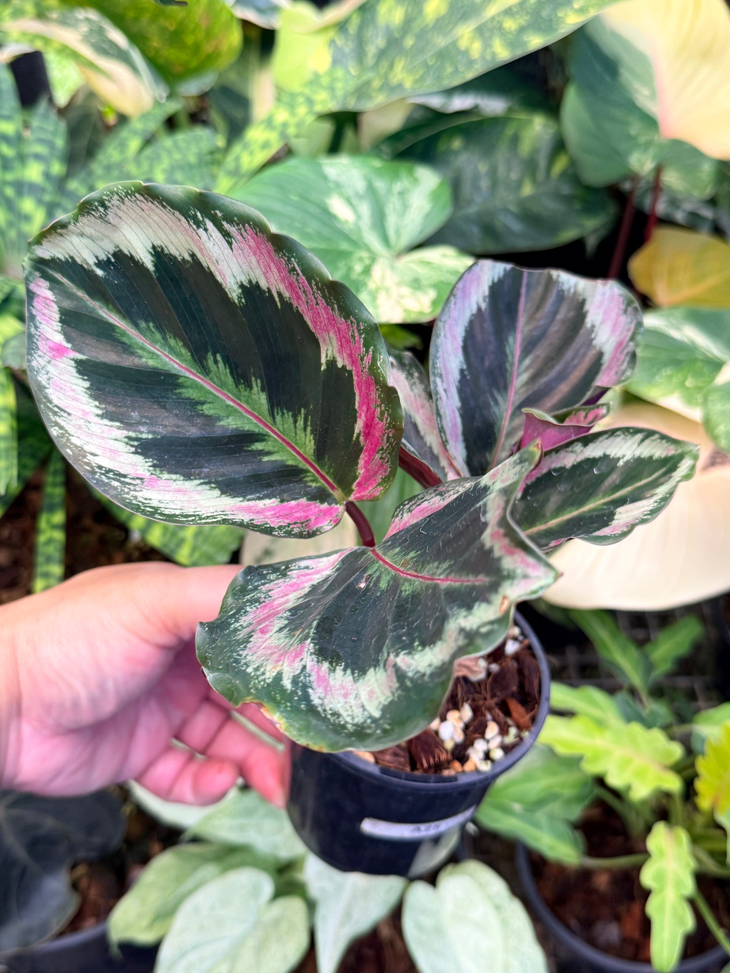 Calathea ‘Roseopicta Marion’ A25