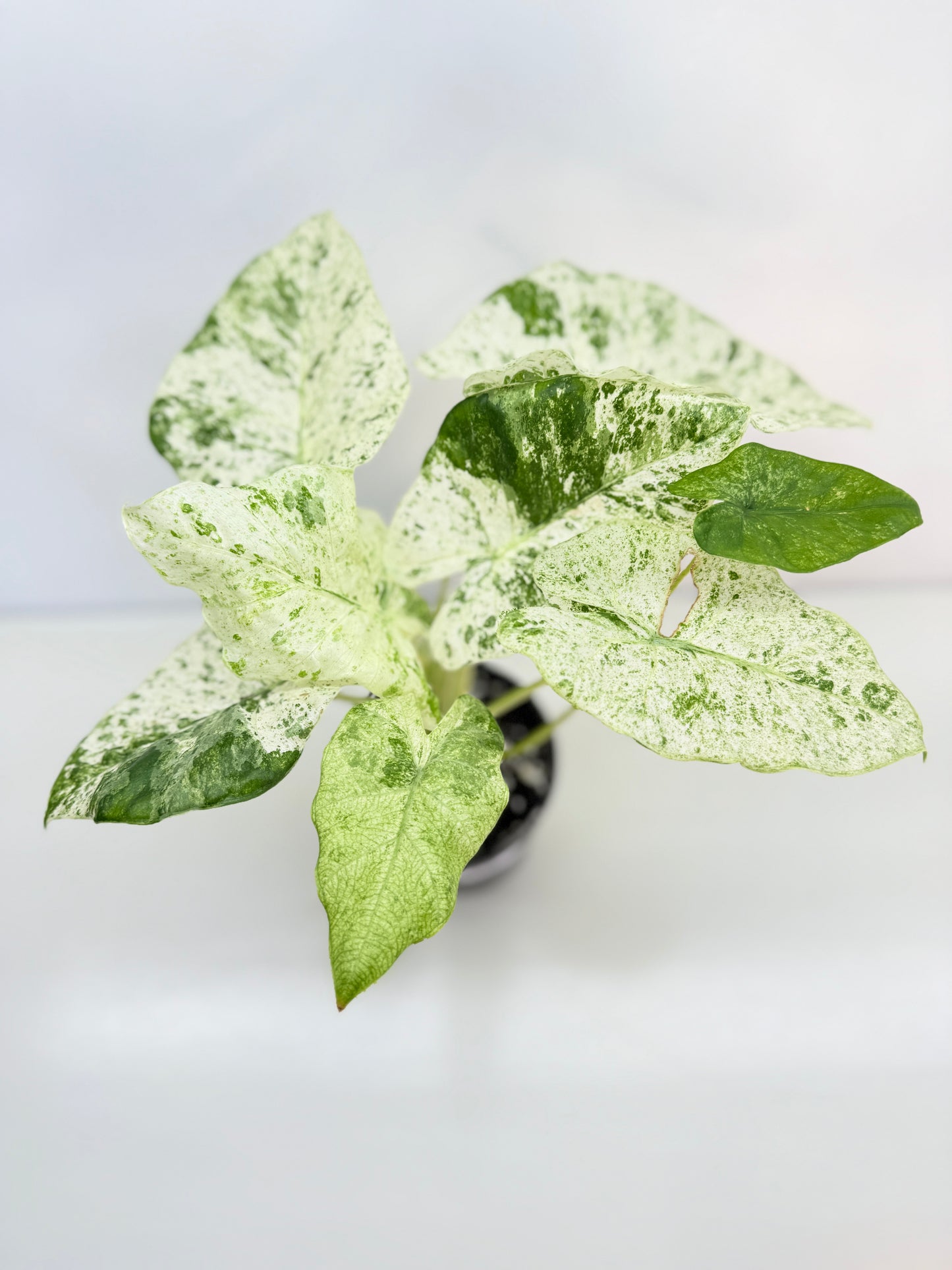 Alocasia odora Batik Variegata C25