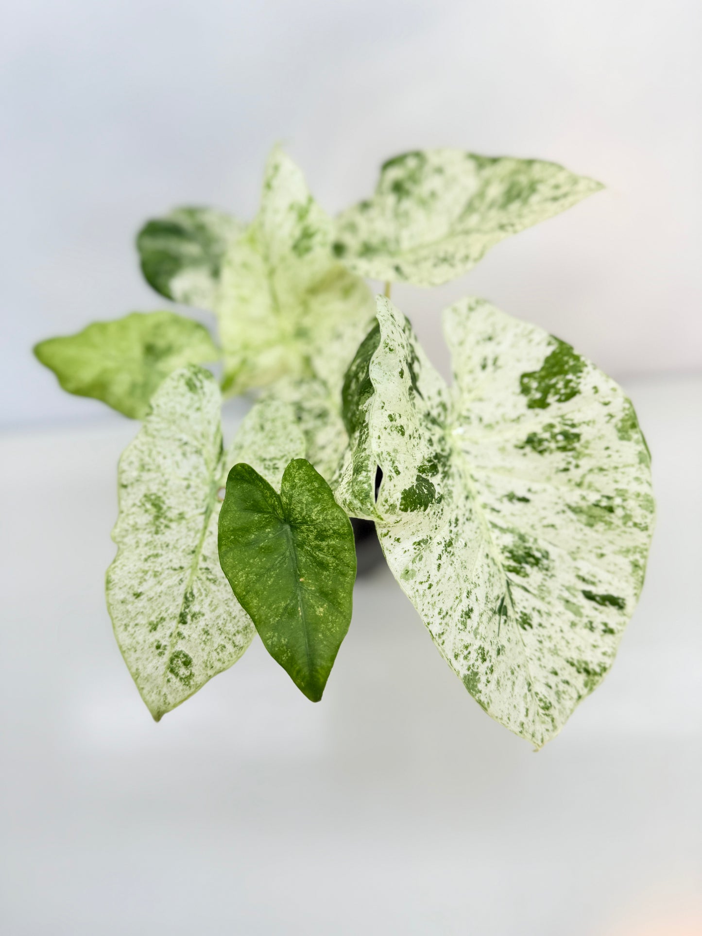 Alocasia odora Batik Variegata C25