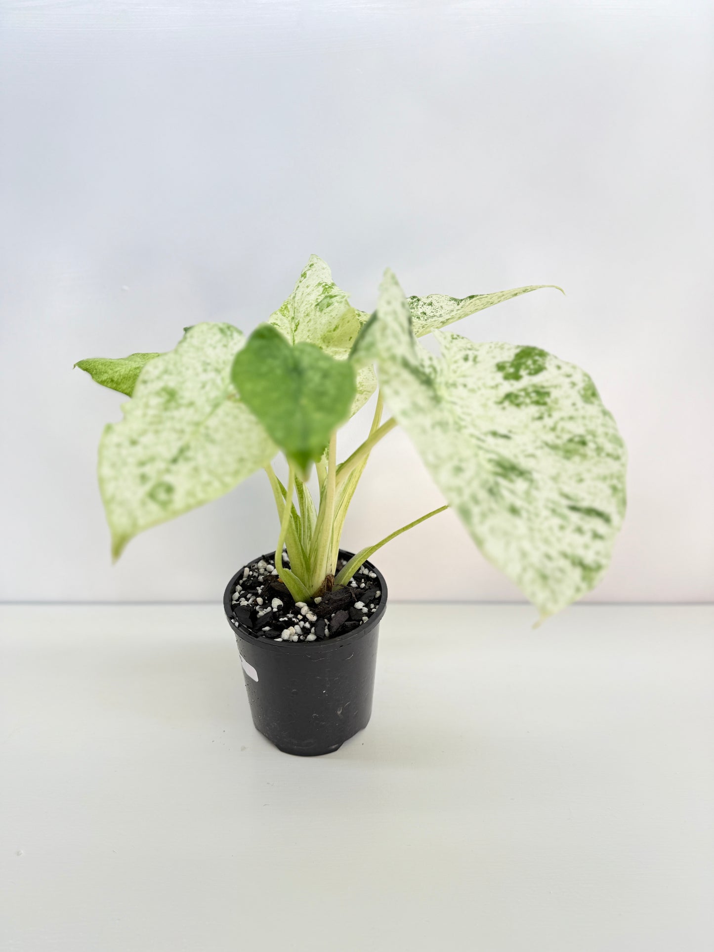 Alocasia odora Batik Variegata C25