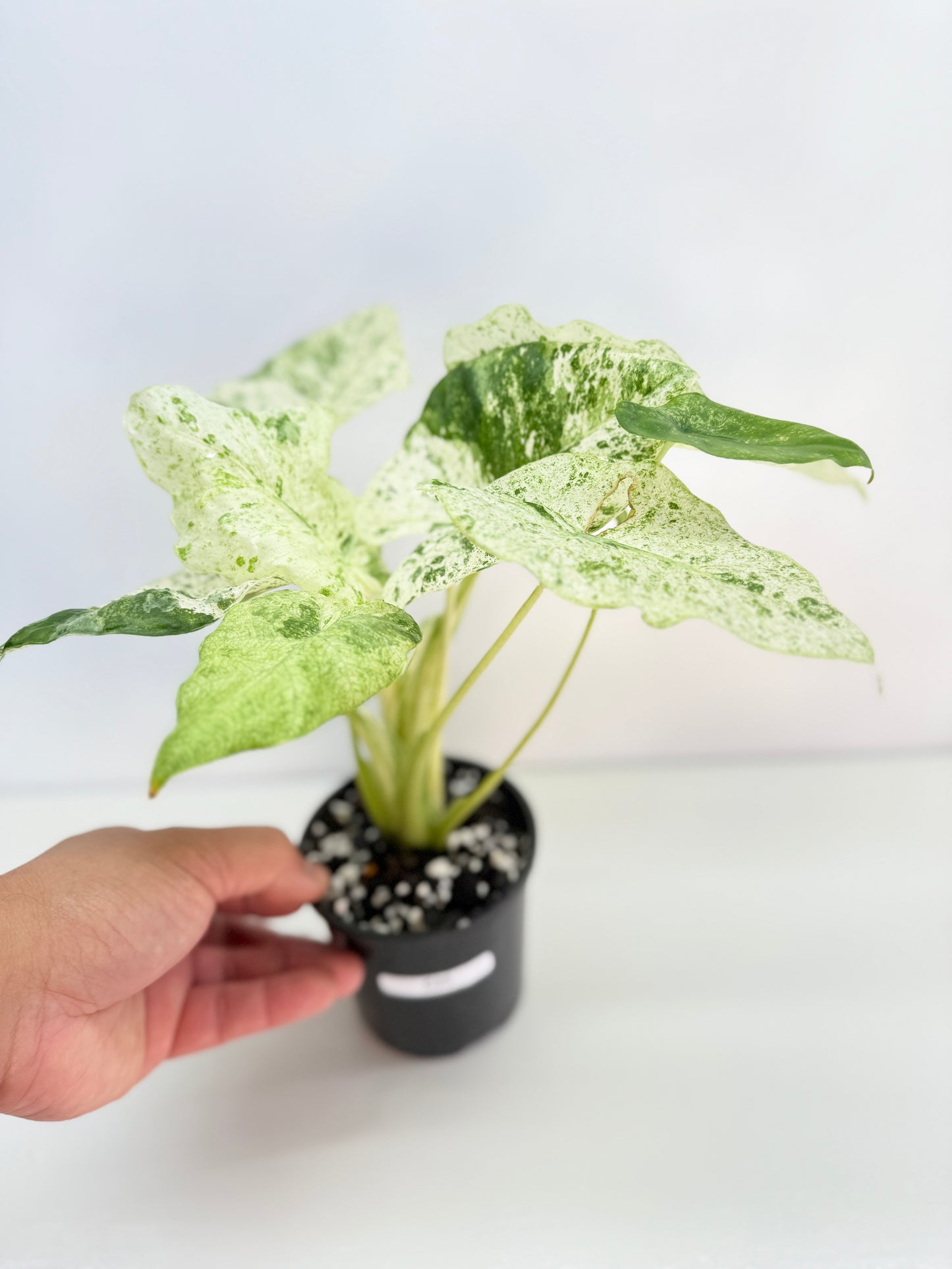 Alocasia odora Batik Variegata C25