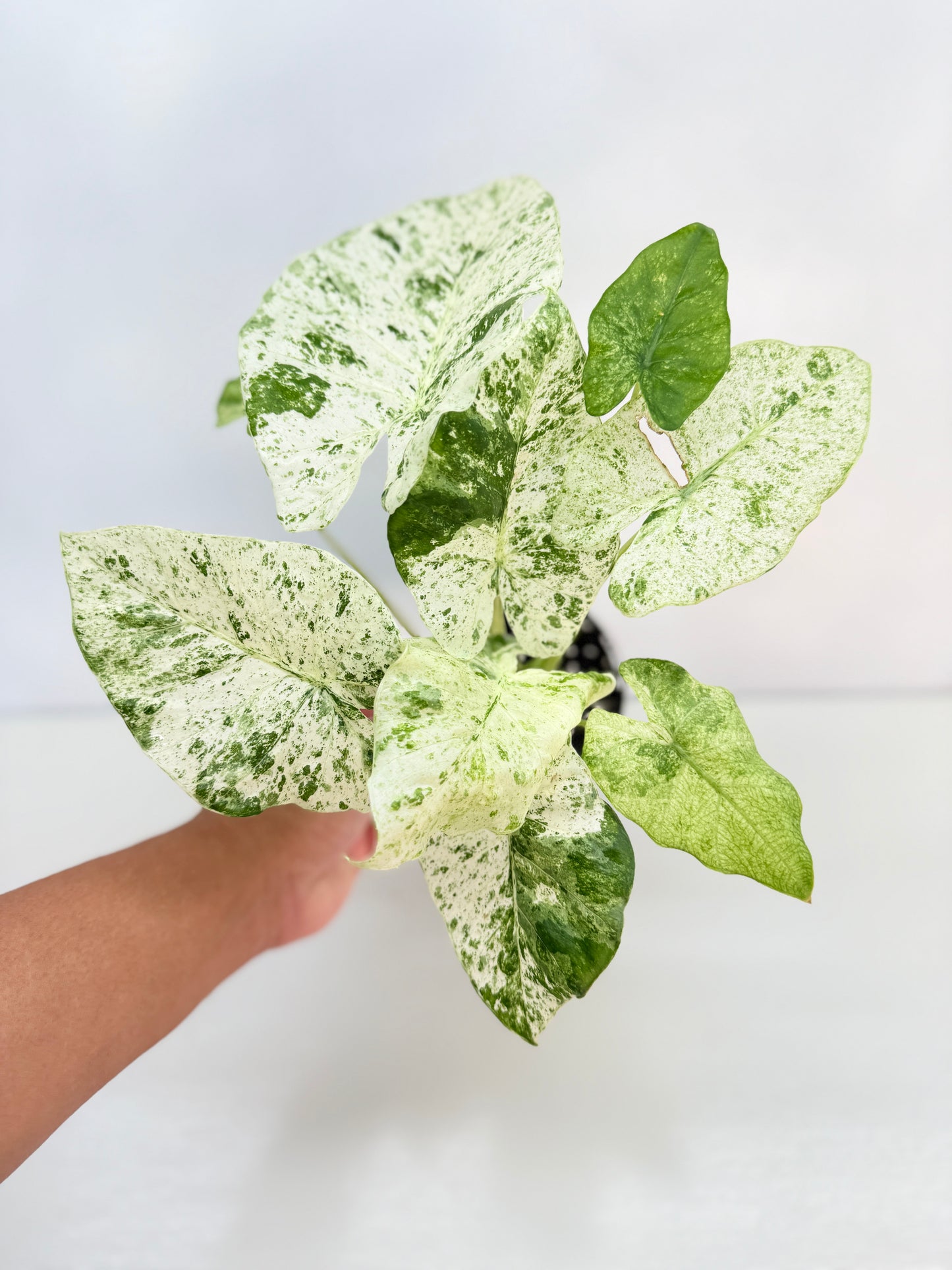 Alocasia odora Batik Variegata C25