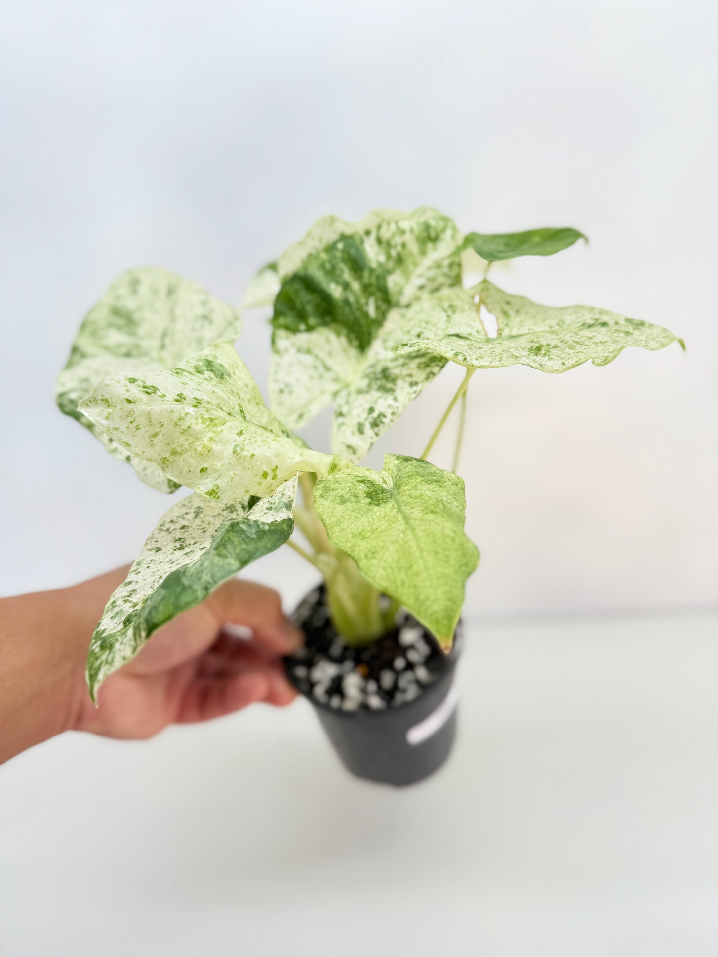 Alocasia odora Batik Variegata C25
