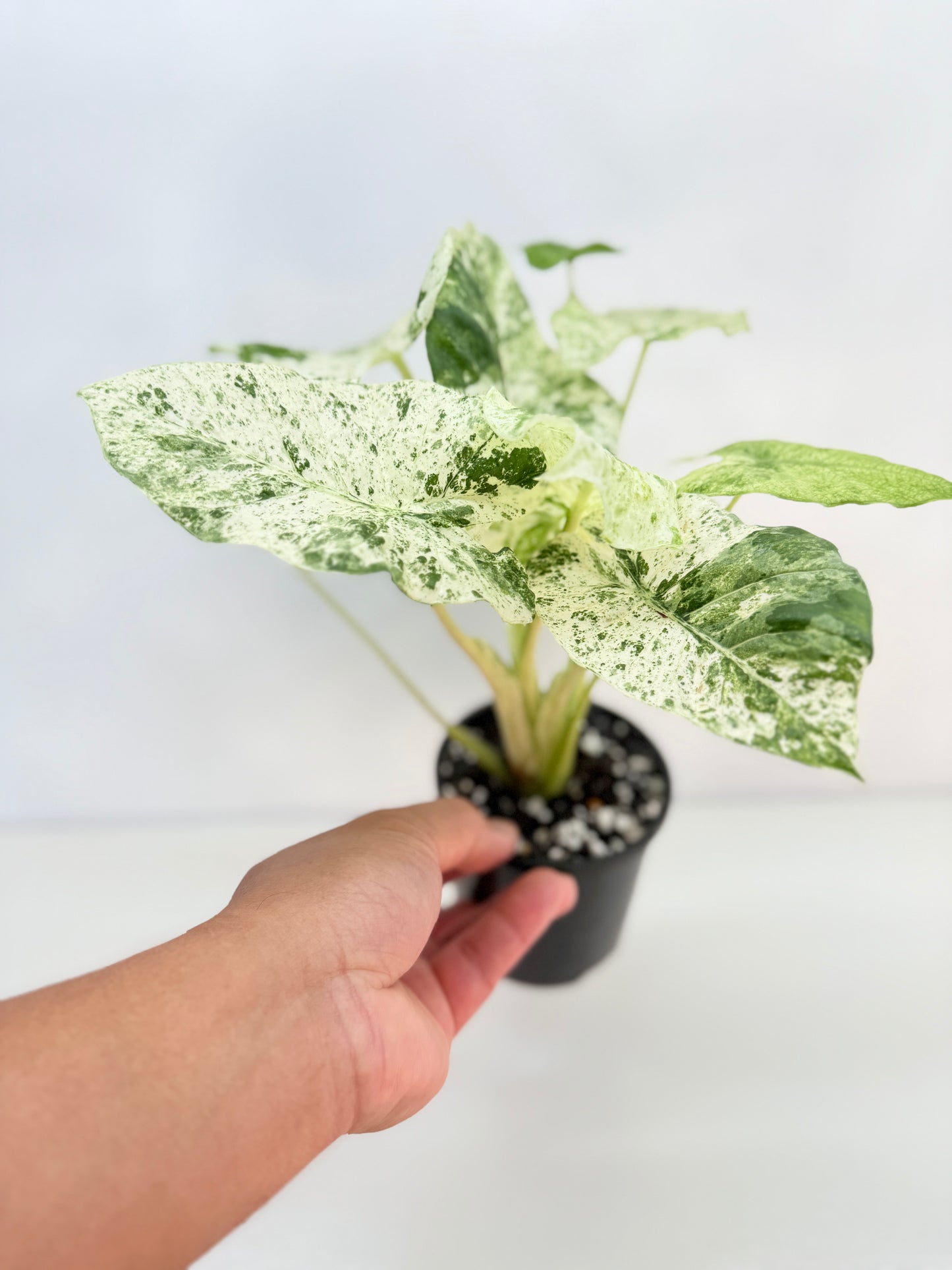 Alocasia odora Batik Variegata C25
