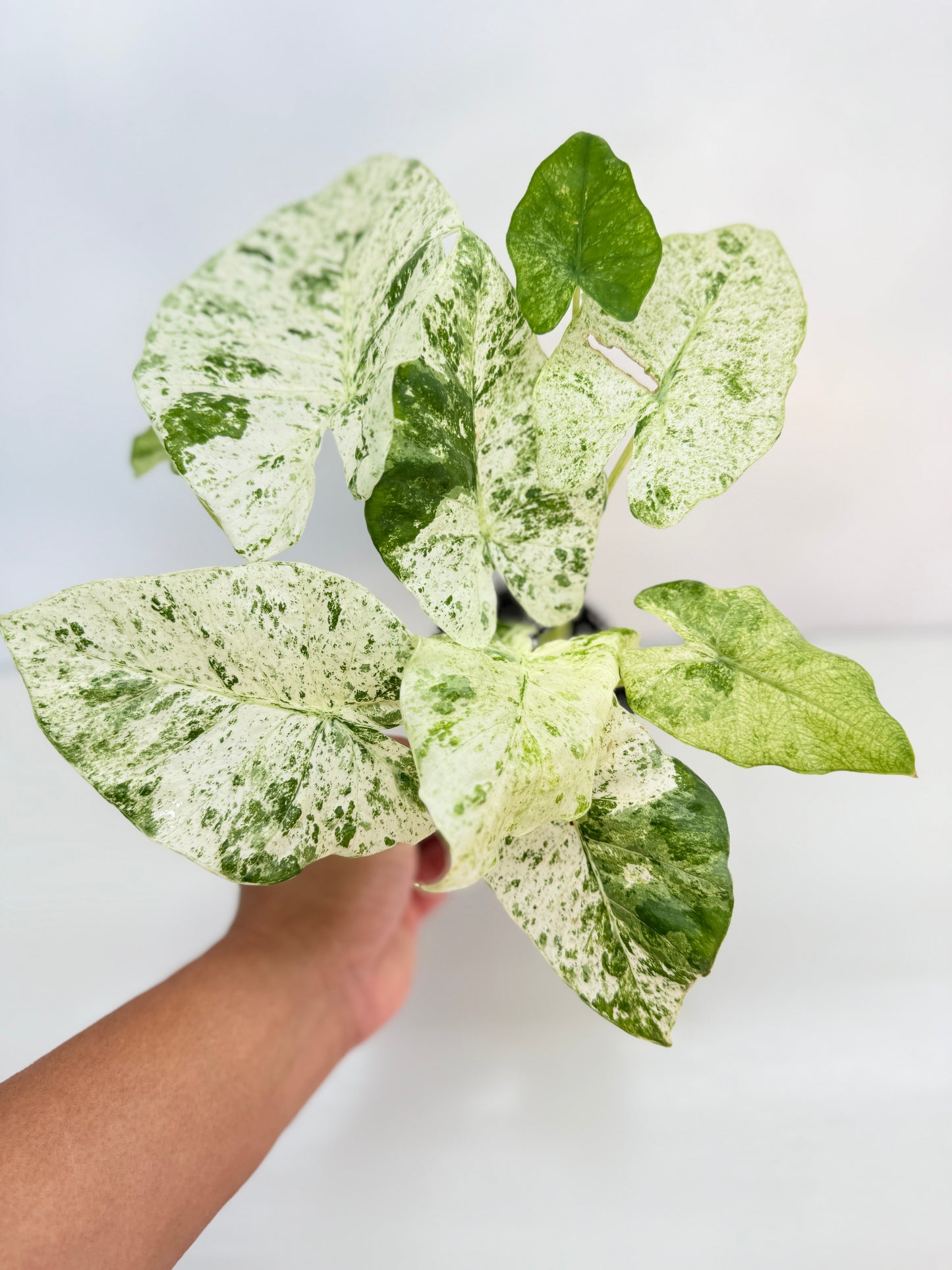 Alocasia odora Batik Variegata C25
