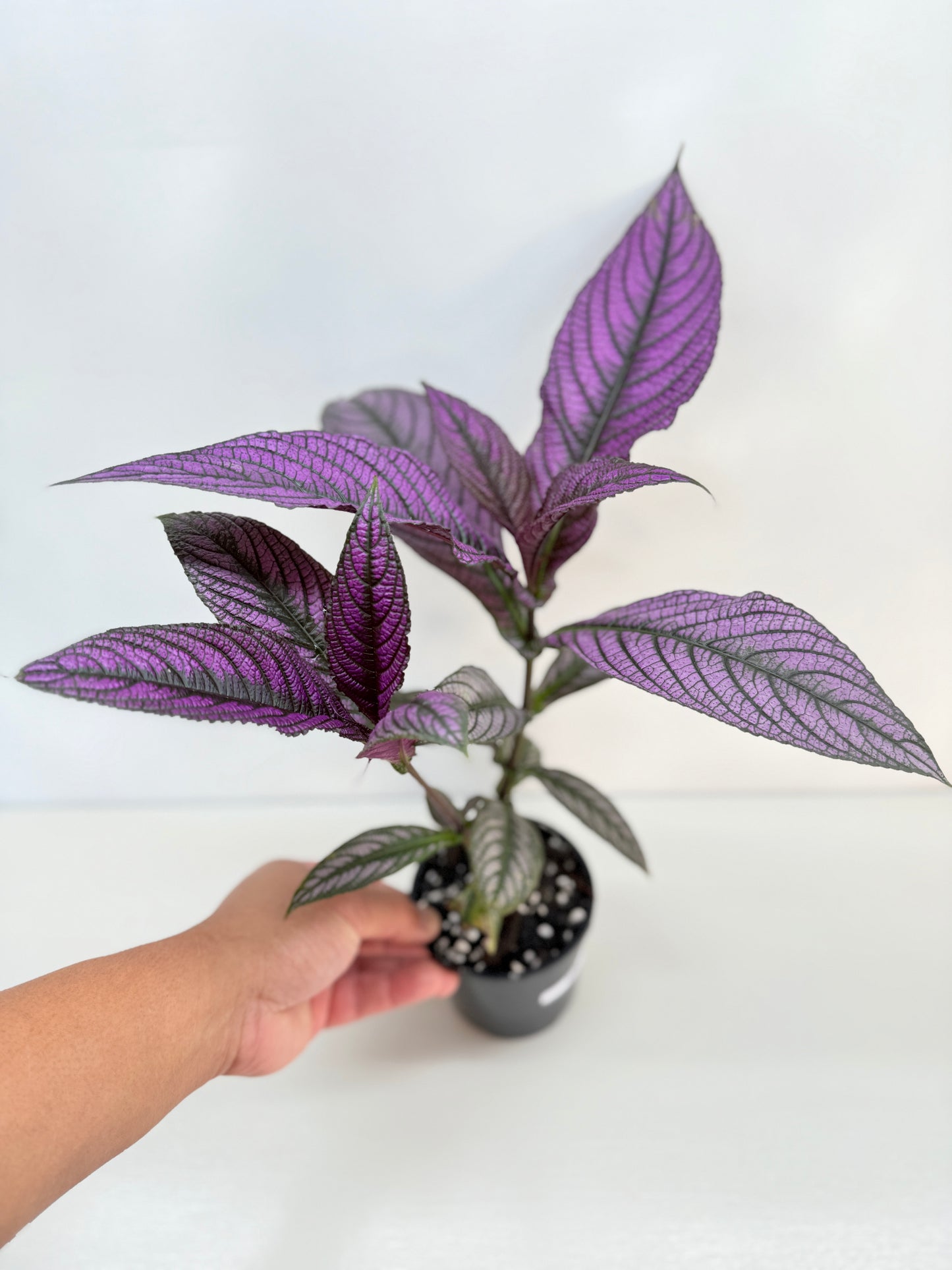 Strobilanthus Dyerianus 'Persian Shield' C26
