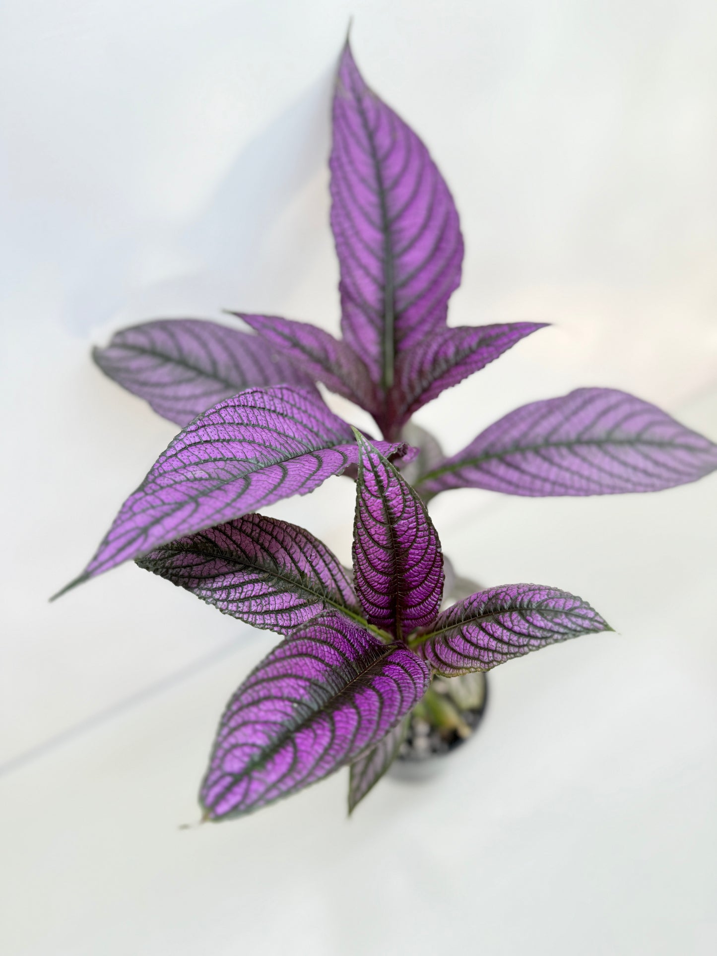Strobilanthus Dyerianus 'Persian Shield' C26