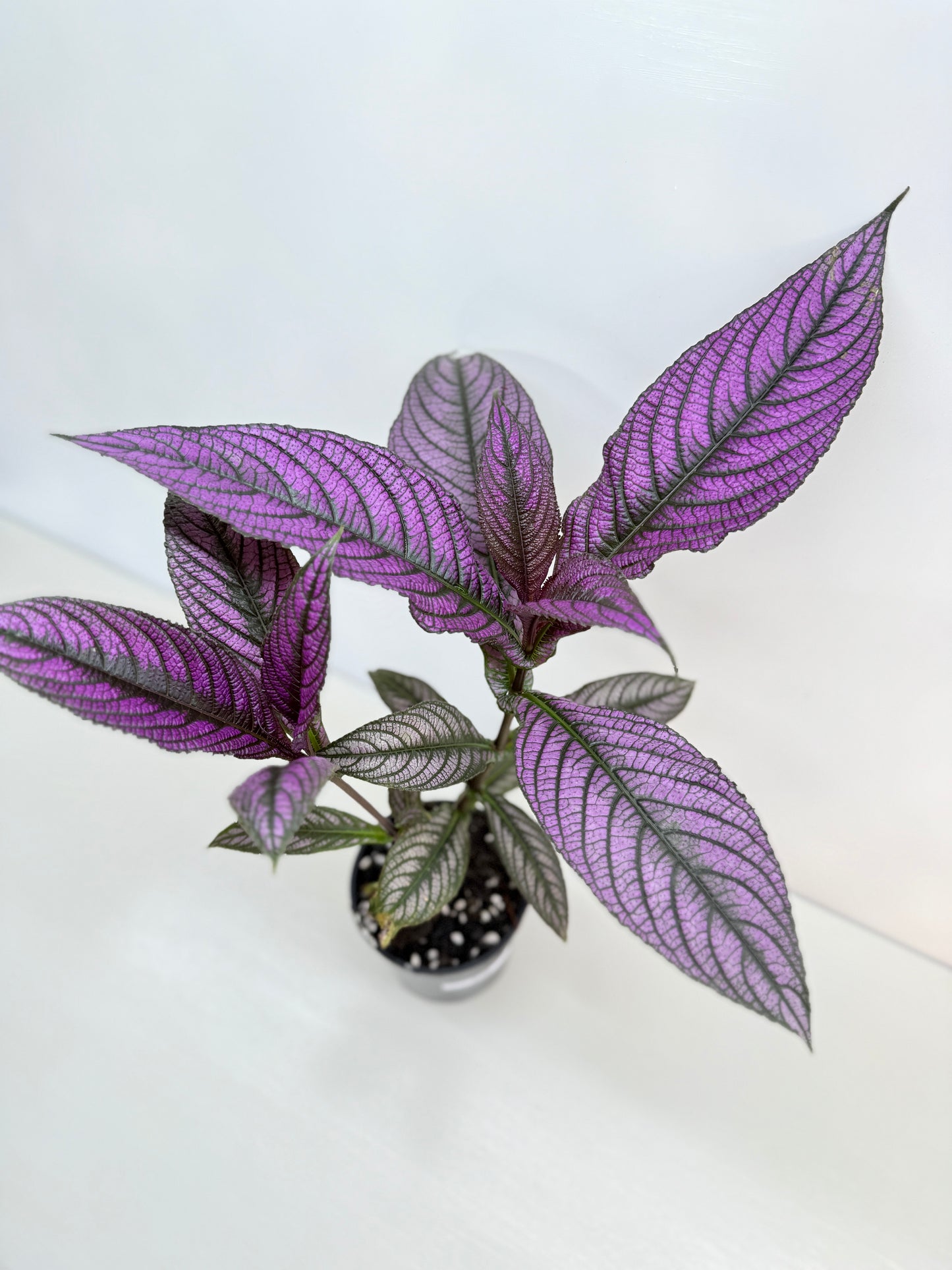 Strobilanthus Dyerianus 'Persian Shield' C26