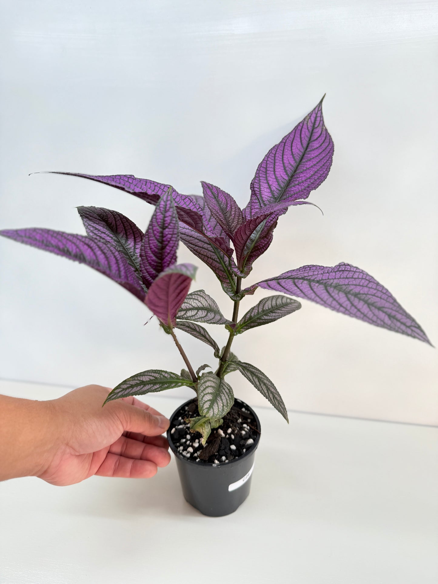 Strobilanthus Dyerianus 'Persian Shield' C26