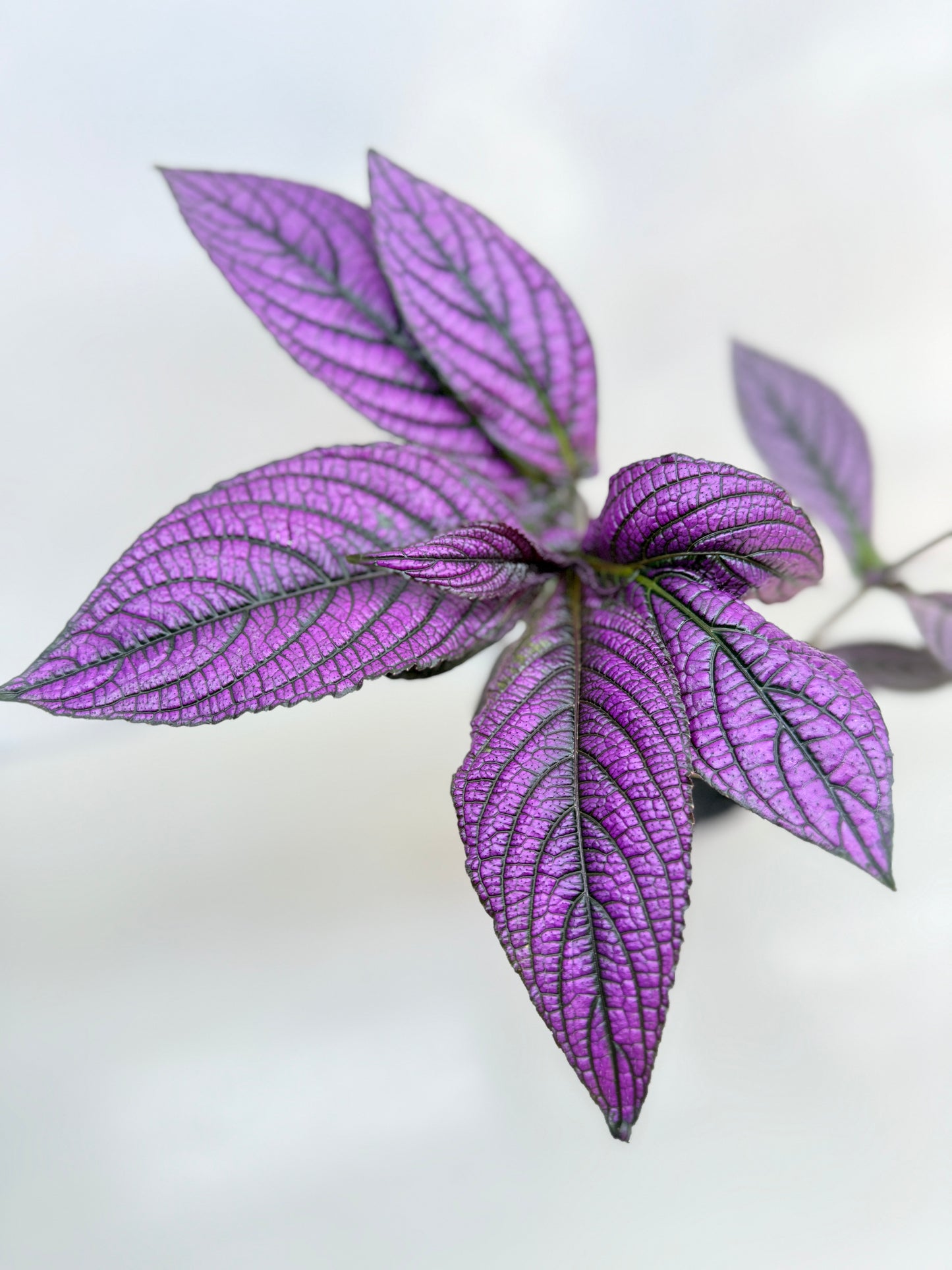 Strobilanthus Dyerianus 'Persian Shield' C27