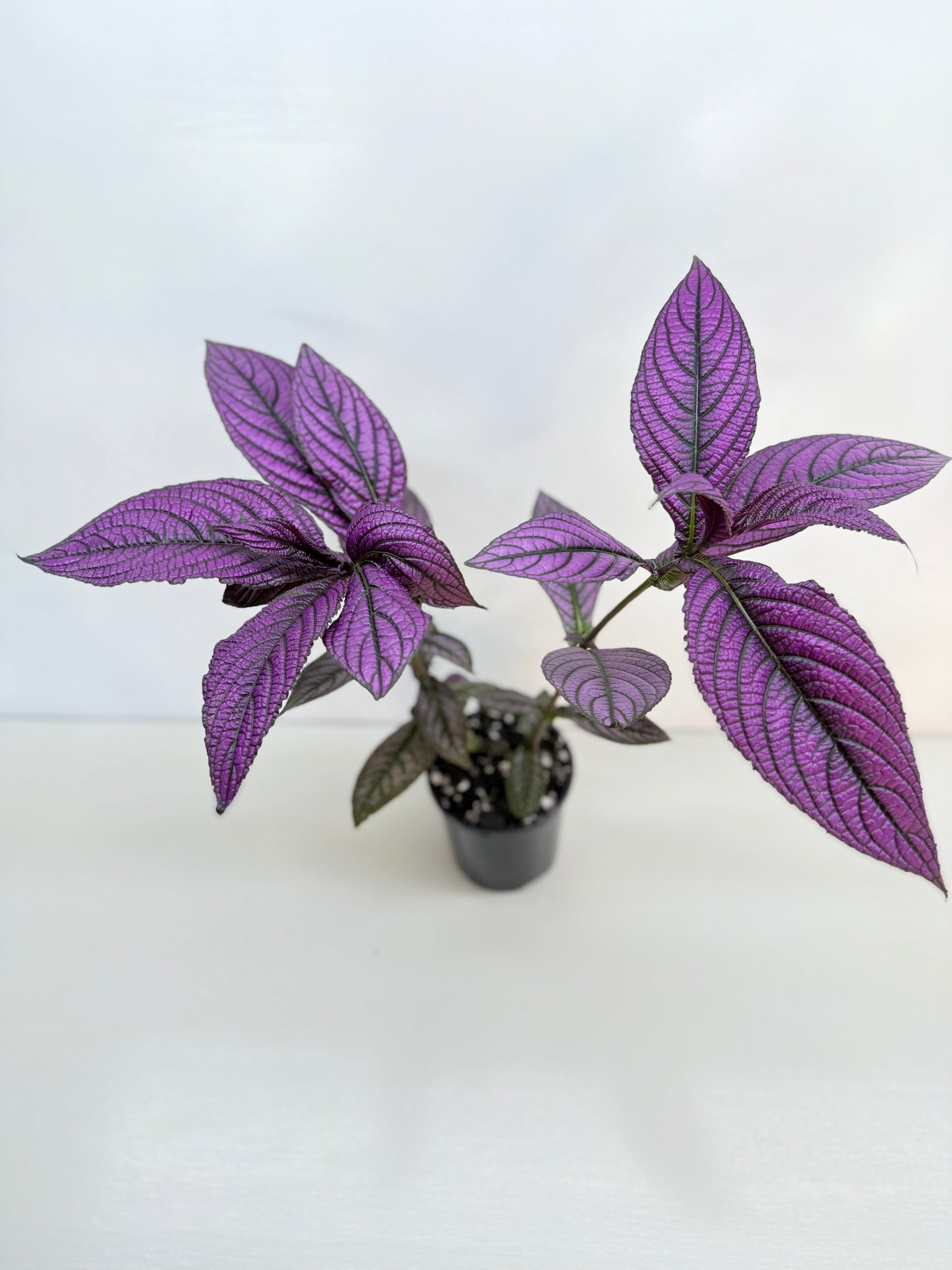 Strobilanthus Dyerianus 'Persian Shield' C27