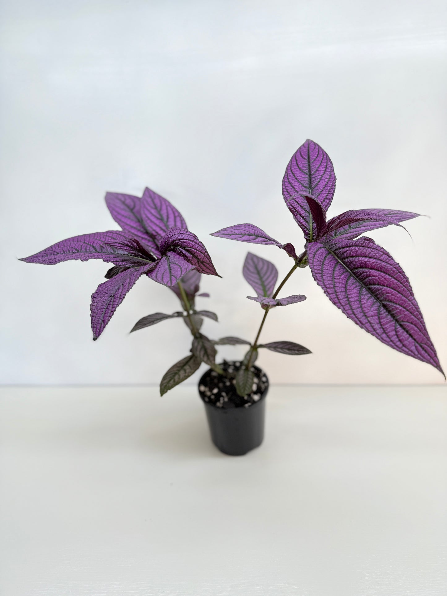 Strobilanthus Dyerianus 'Persian Shield' C27