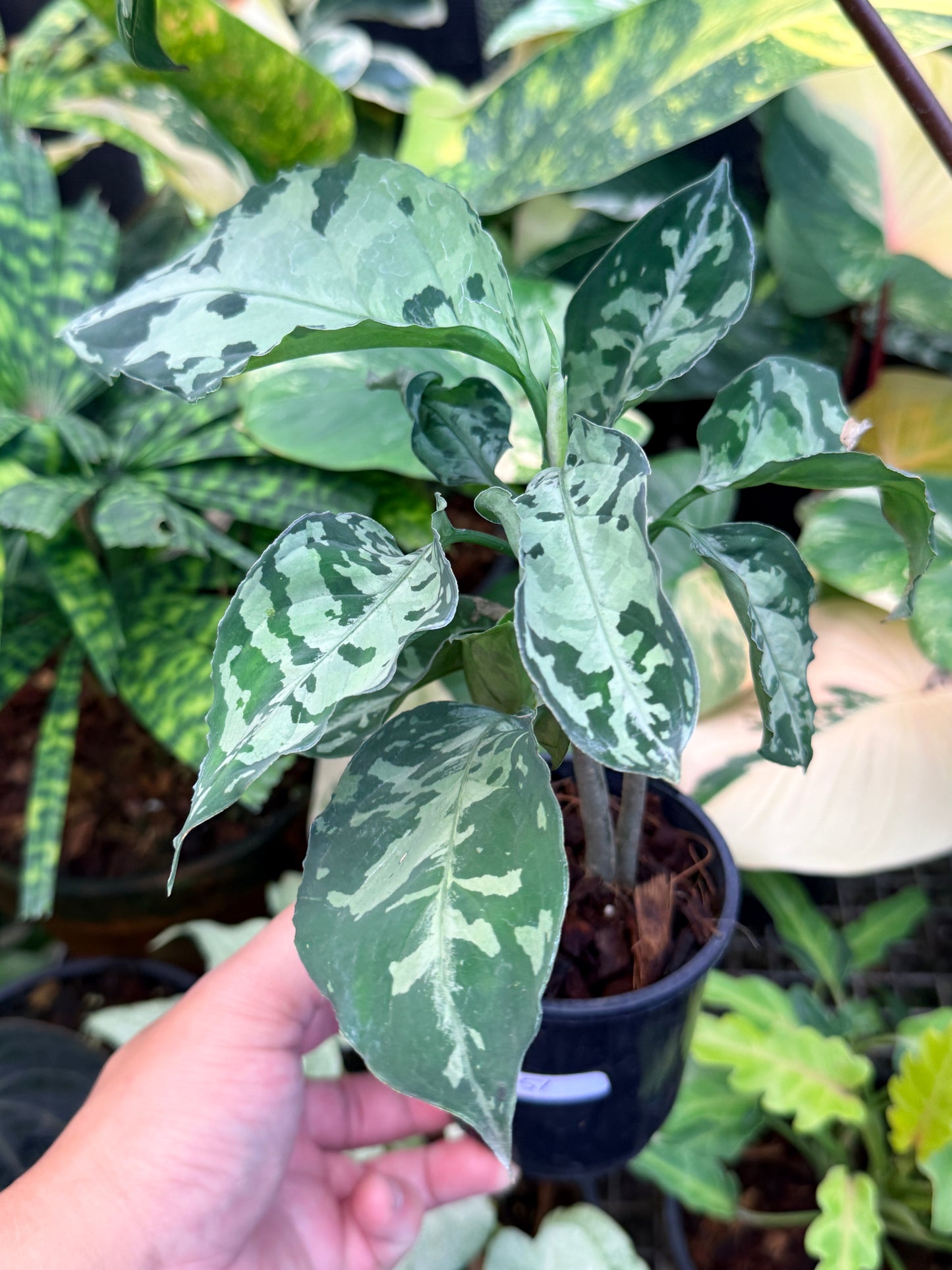 Aglaonema Pictum Tricolor Hybrid M51