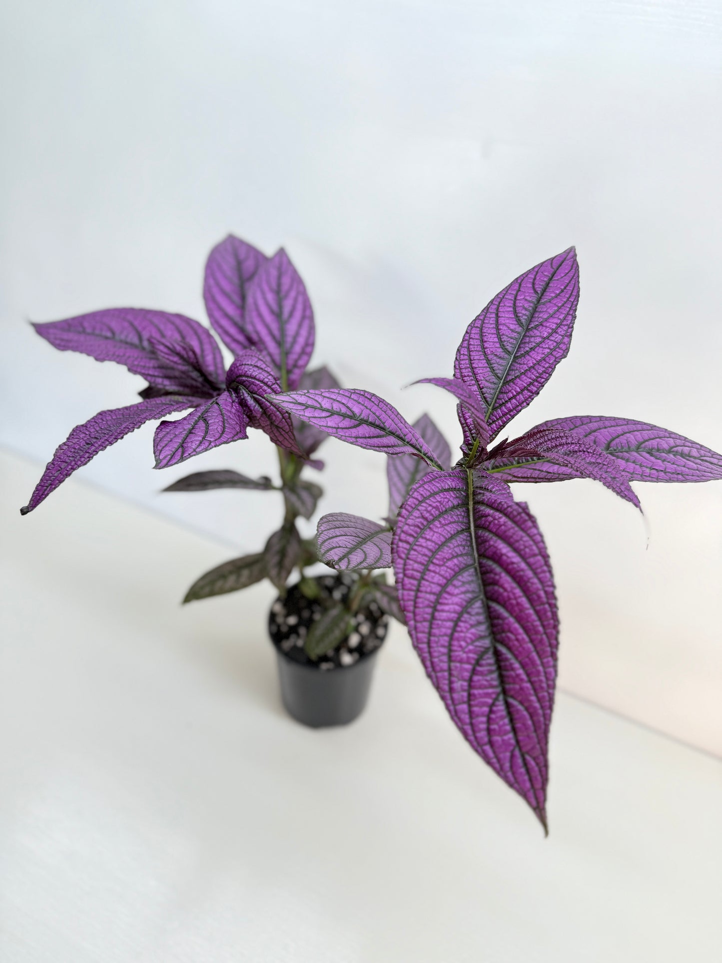 Strobilanthus Dyerianus 'Persian Shield' C27