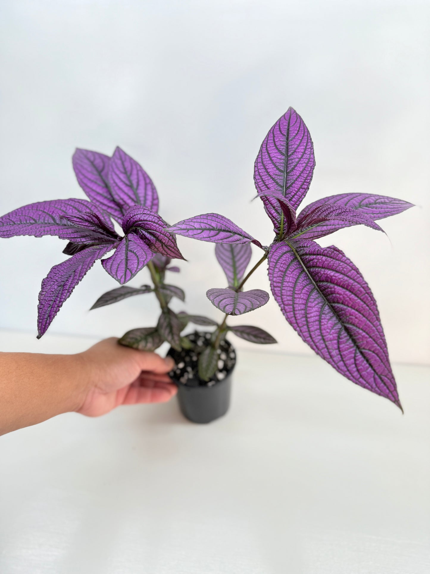 Strobilanthus Dyerianus 'Persian Shield' C27