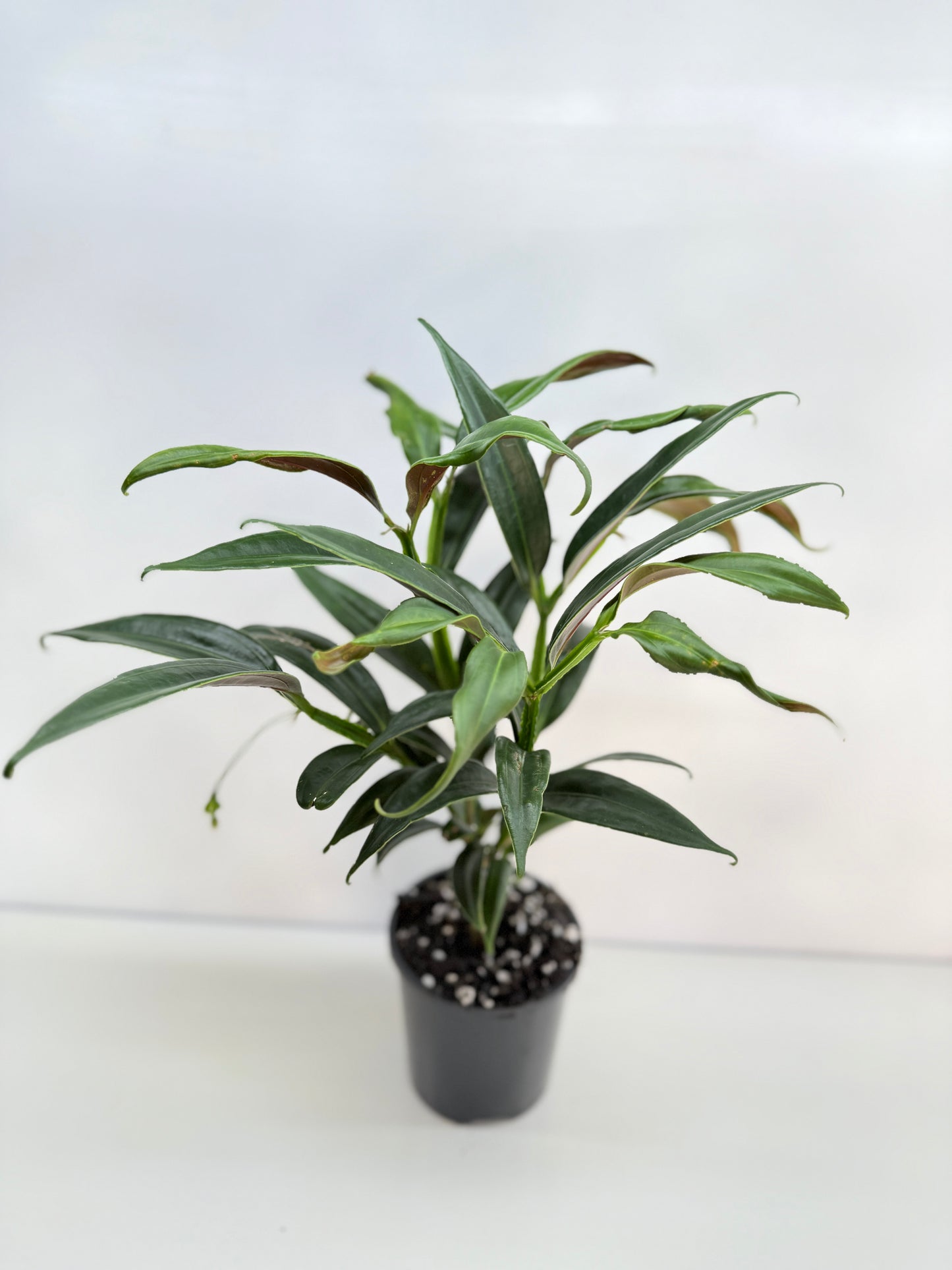 Medinilla dolichophylla 'Chandelier Plant' C30