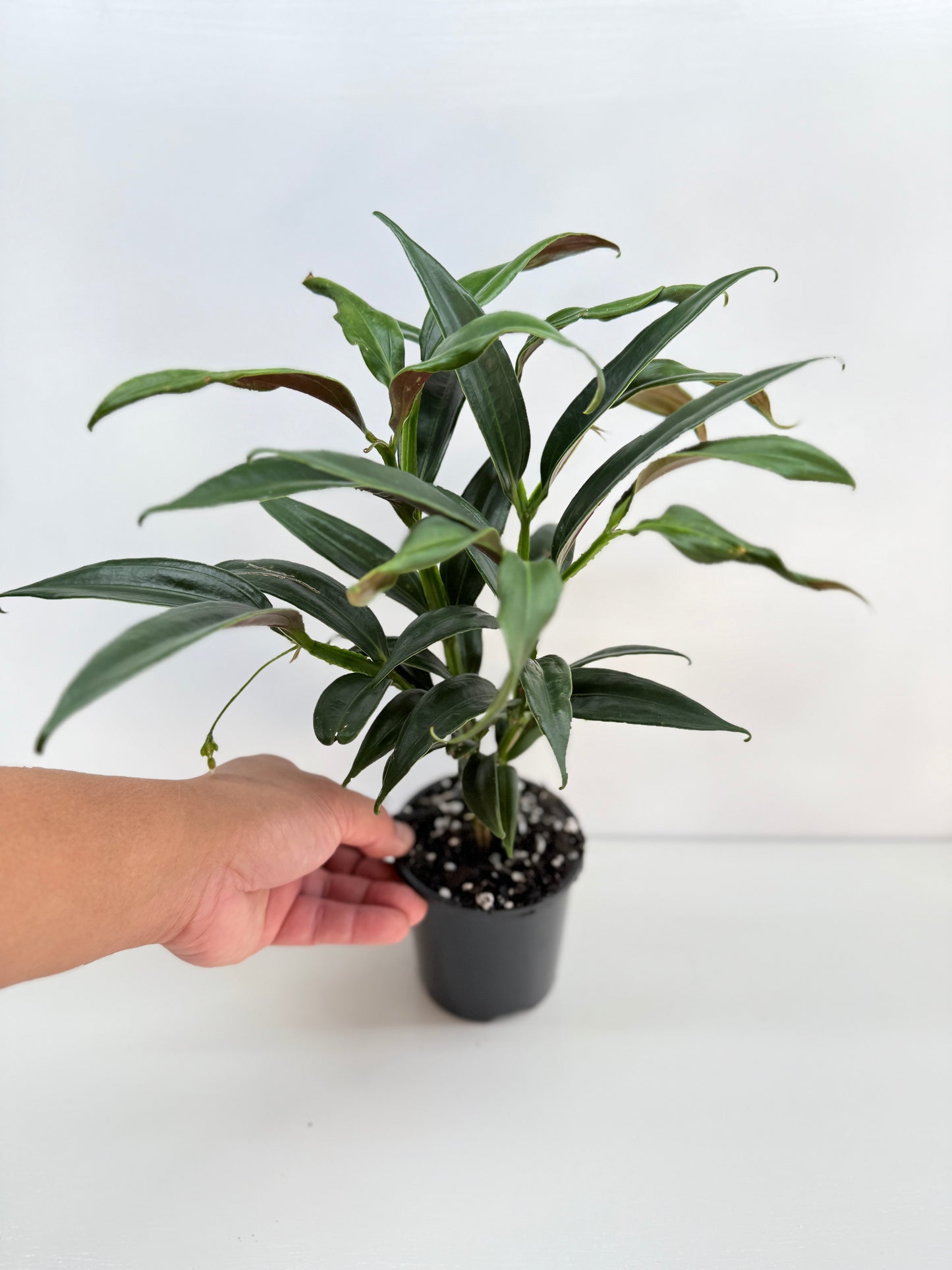 Medinilla dolichophylla 'Chandelier Plant' C30