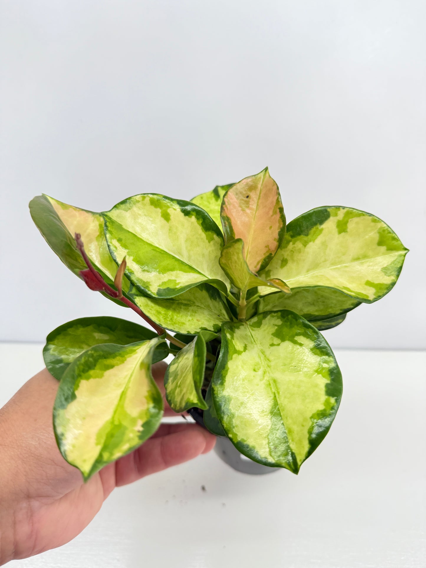 Hoya autralis 'Lisa' C33