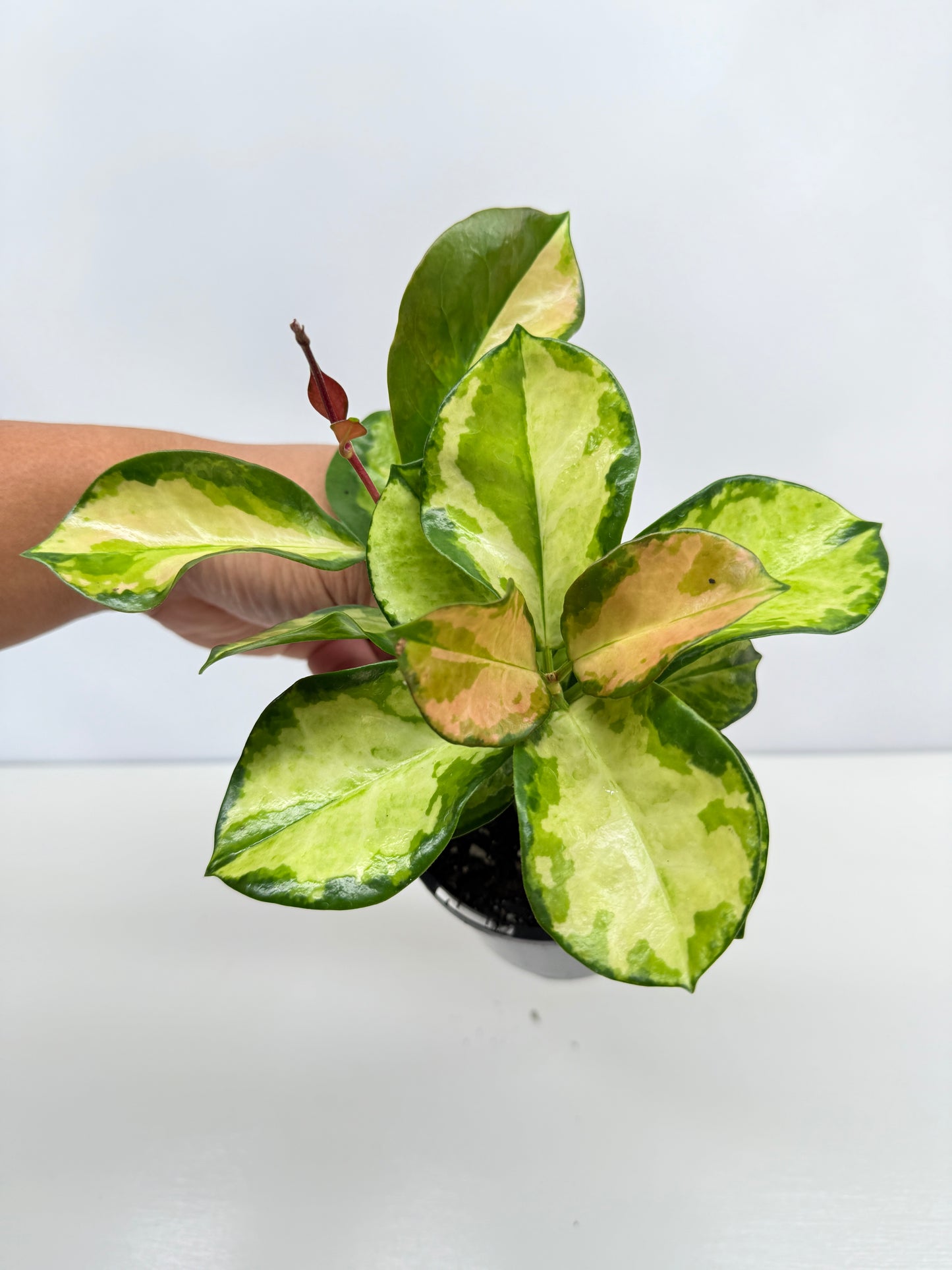 Hoya autralis 'Lisa' C33