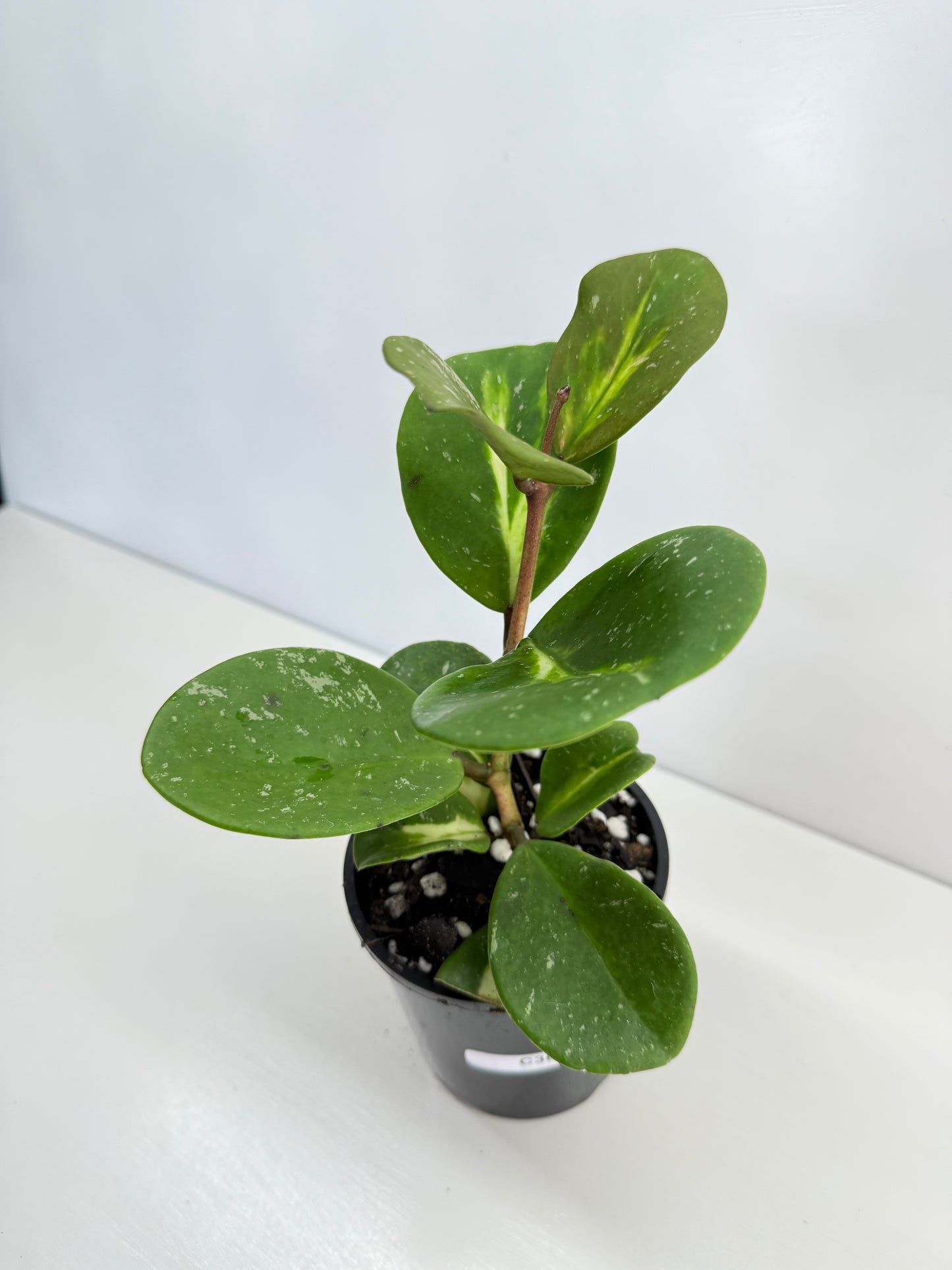 Hoya obovata variegata C36