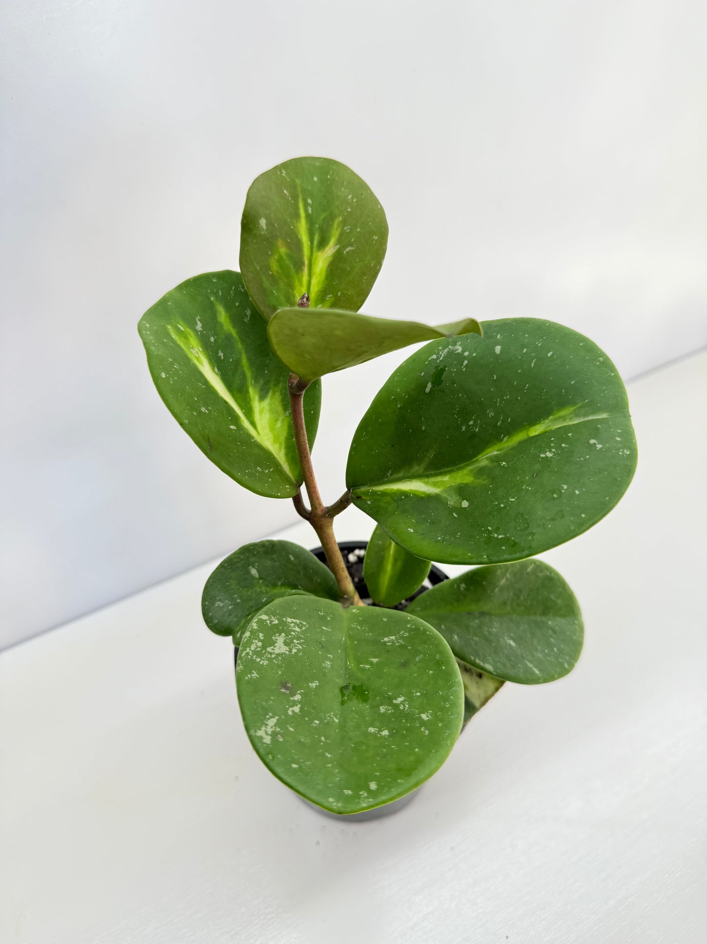 Hoya obovata variegata C36
