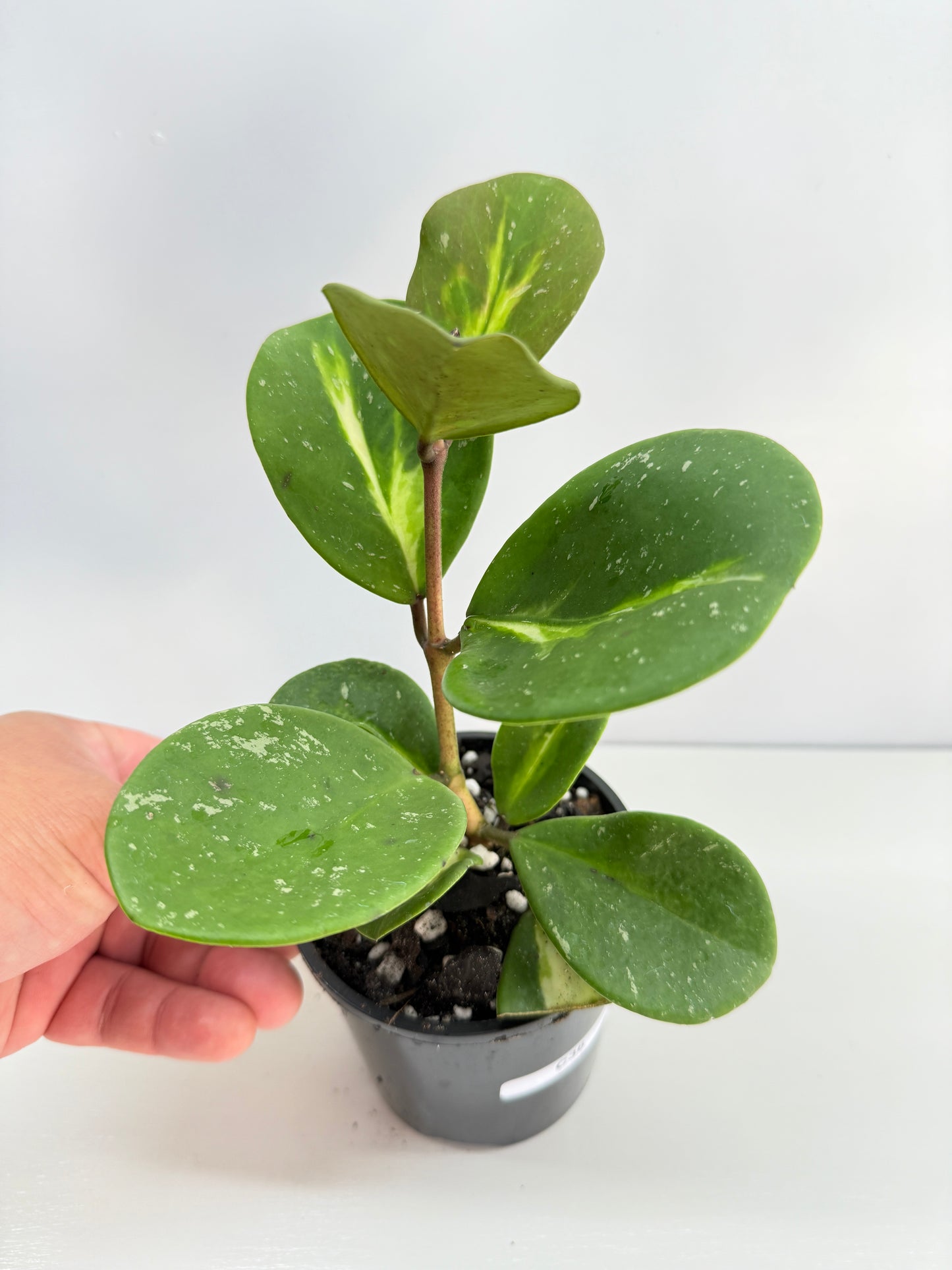 Hoya obovata variegata C36
