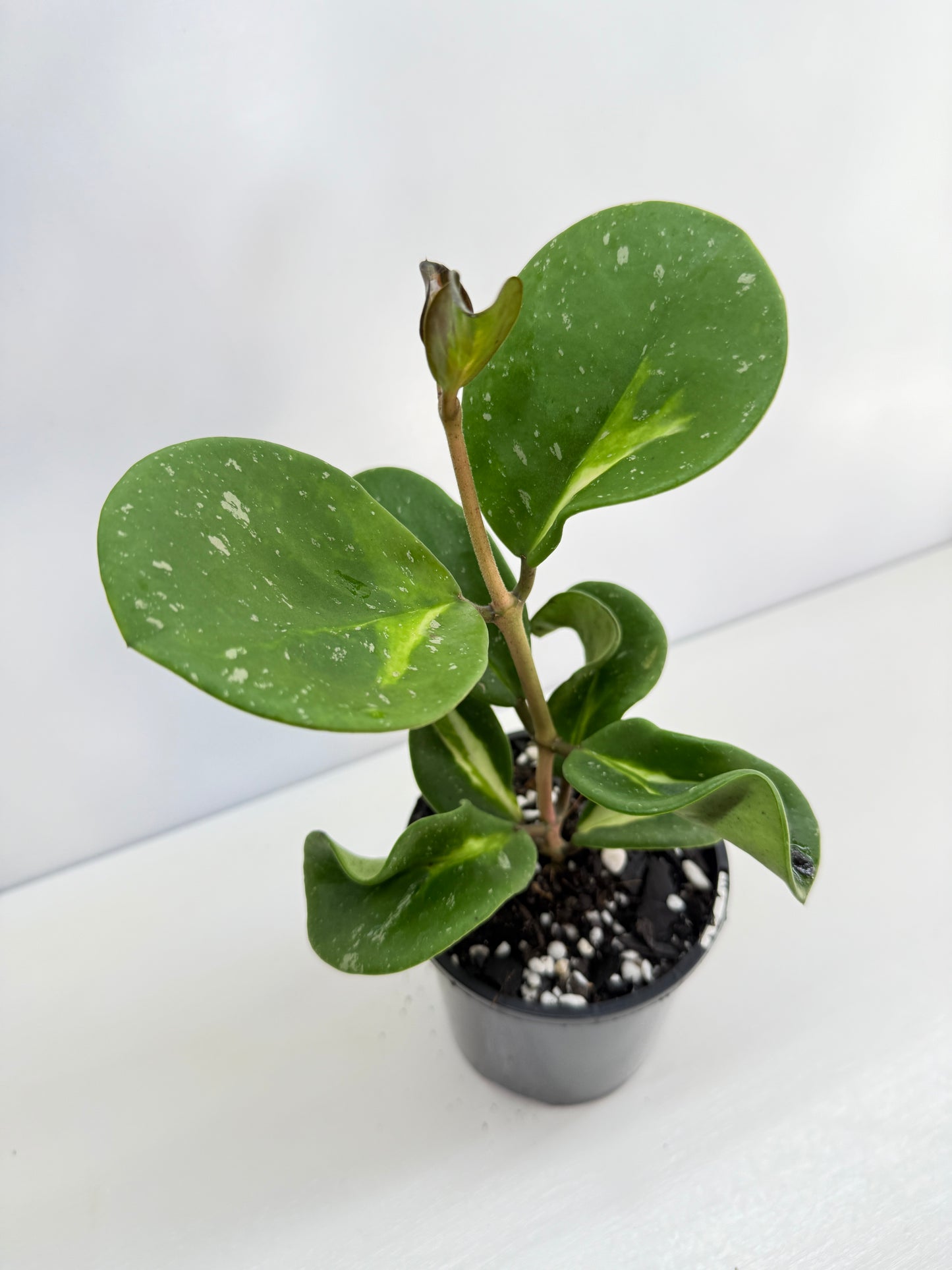 Hoya obovata variegata C37