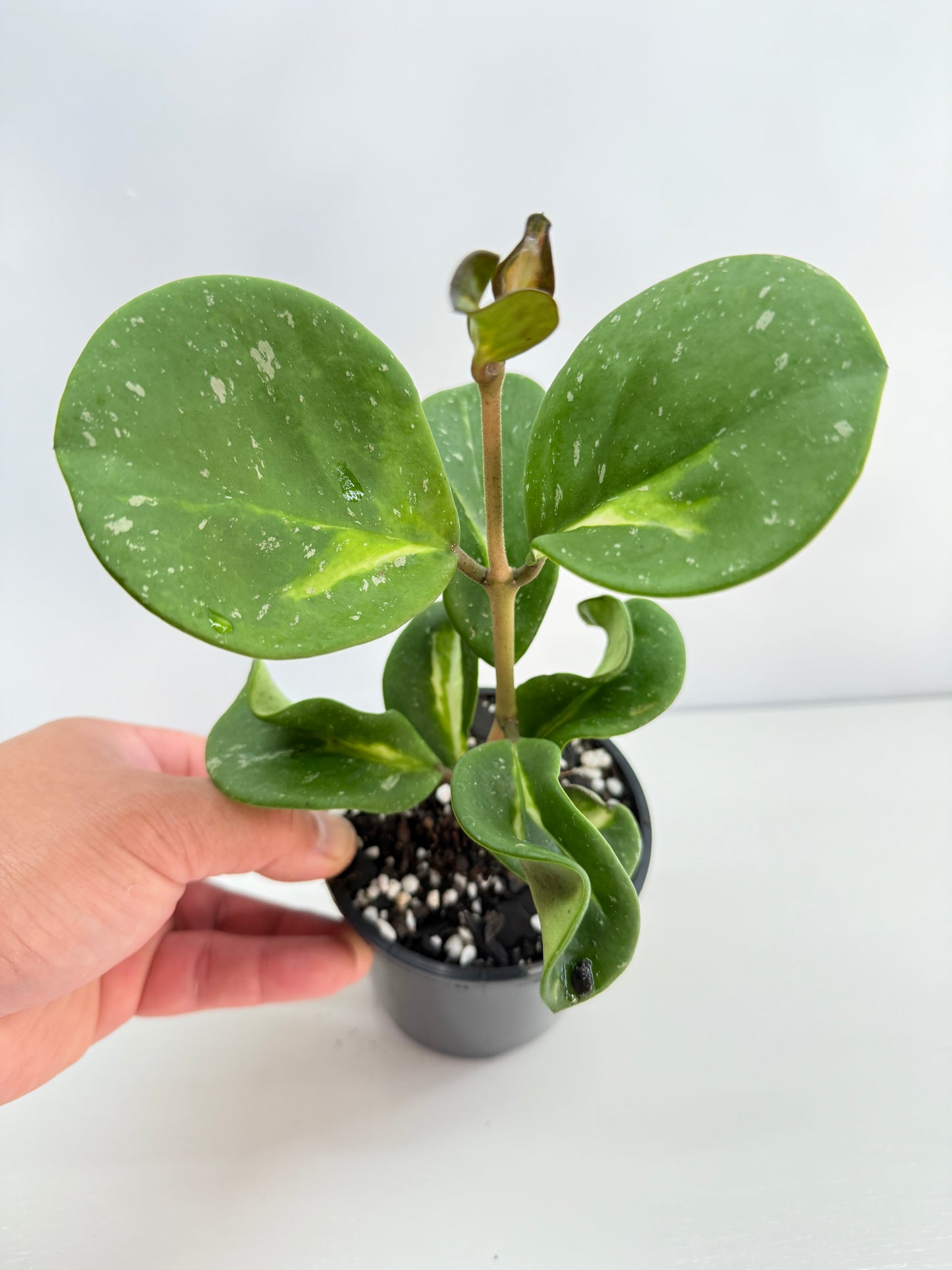 Hoya obovata variegata C37