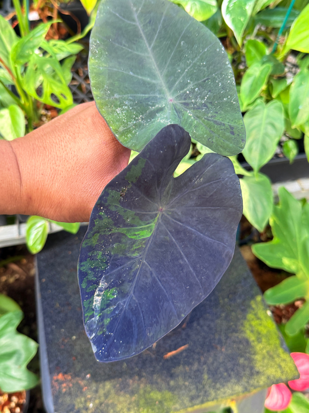 Colocasia 'Black Marble' W17