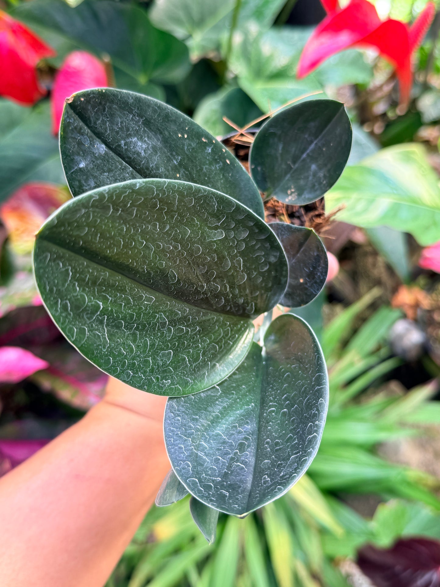 Scindapsus treubii 'Dark Form' M54