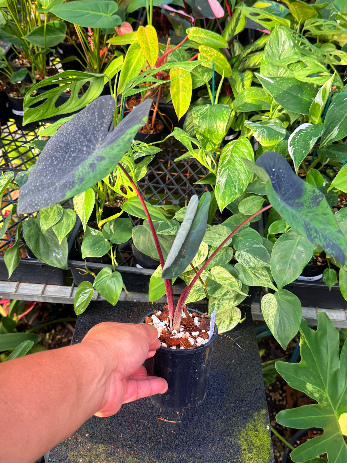 Colocasia 'Black Marble' W13