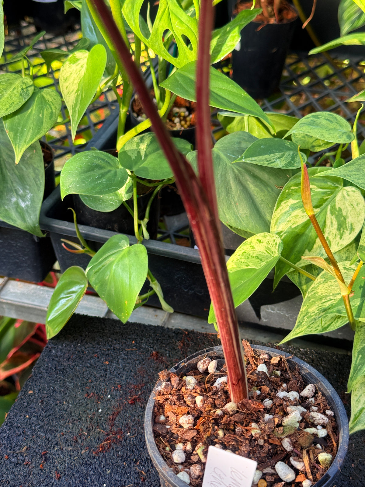 Colocasia Lemon Lime Gecko W18