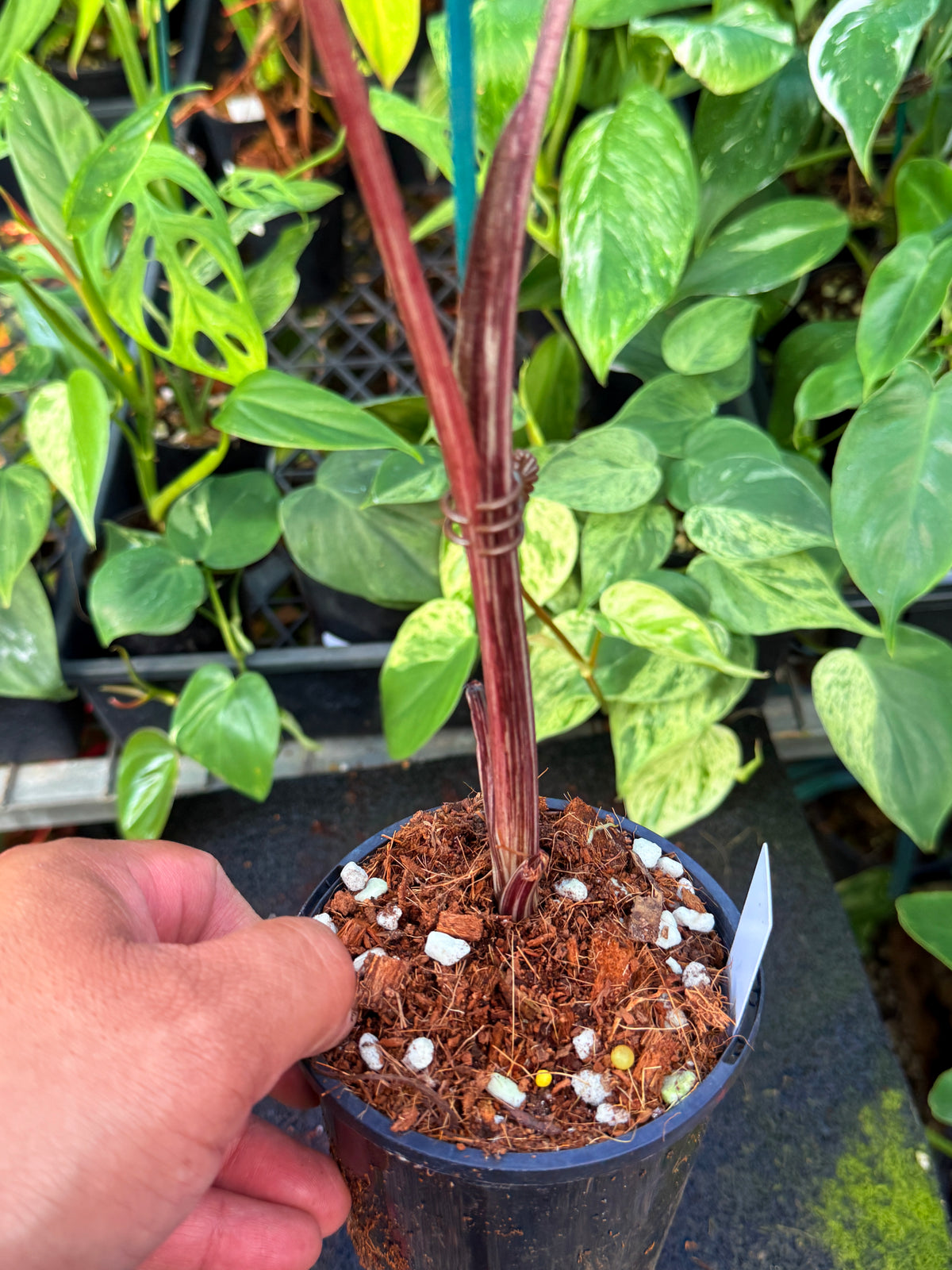 Colocasia Lemon Lime Gecko W15