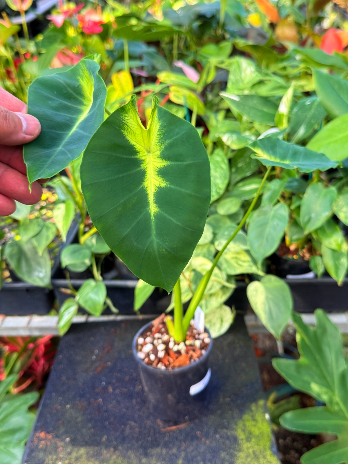 Colocasia 'Queen of Phoenix' W7
