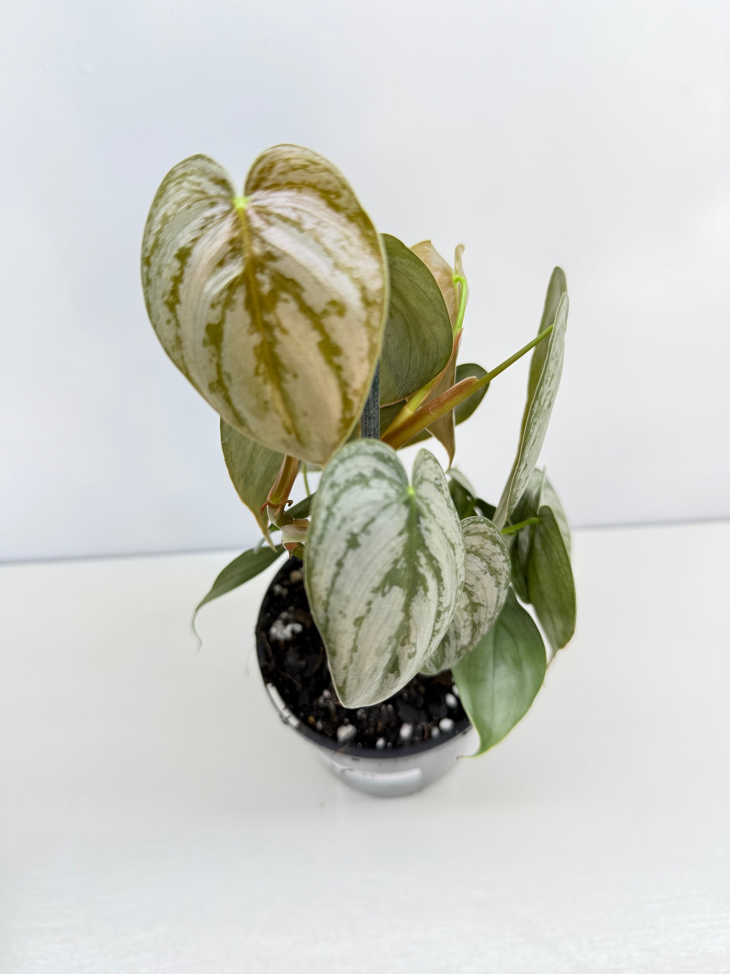 Philodendron 'Brandtianum' C45