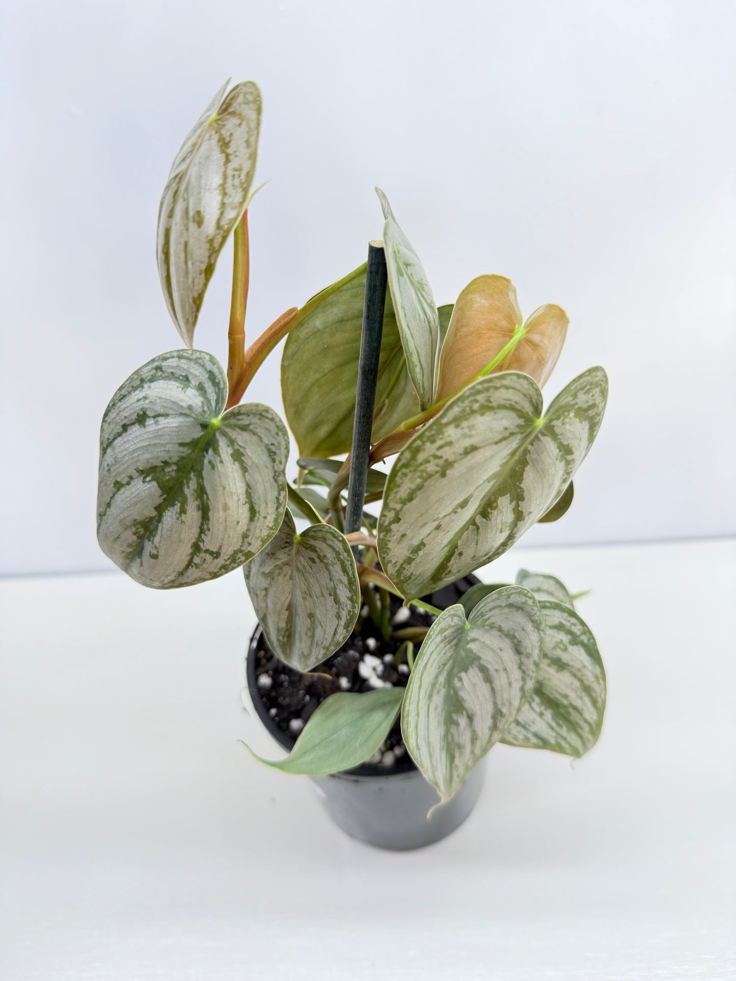 Philodendron 'Brandtianum' C45