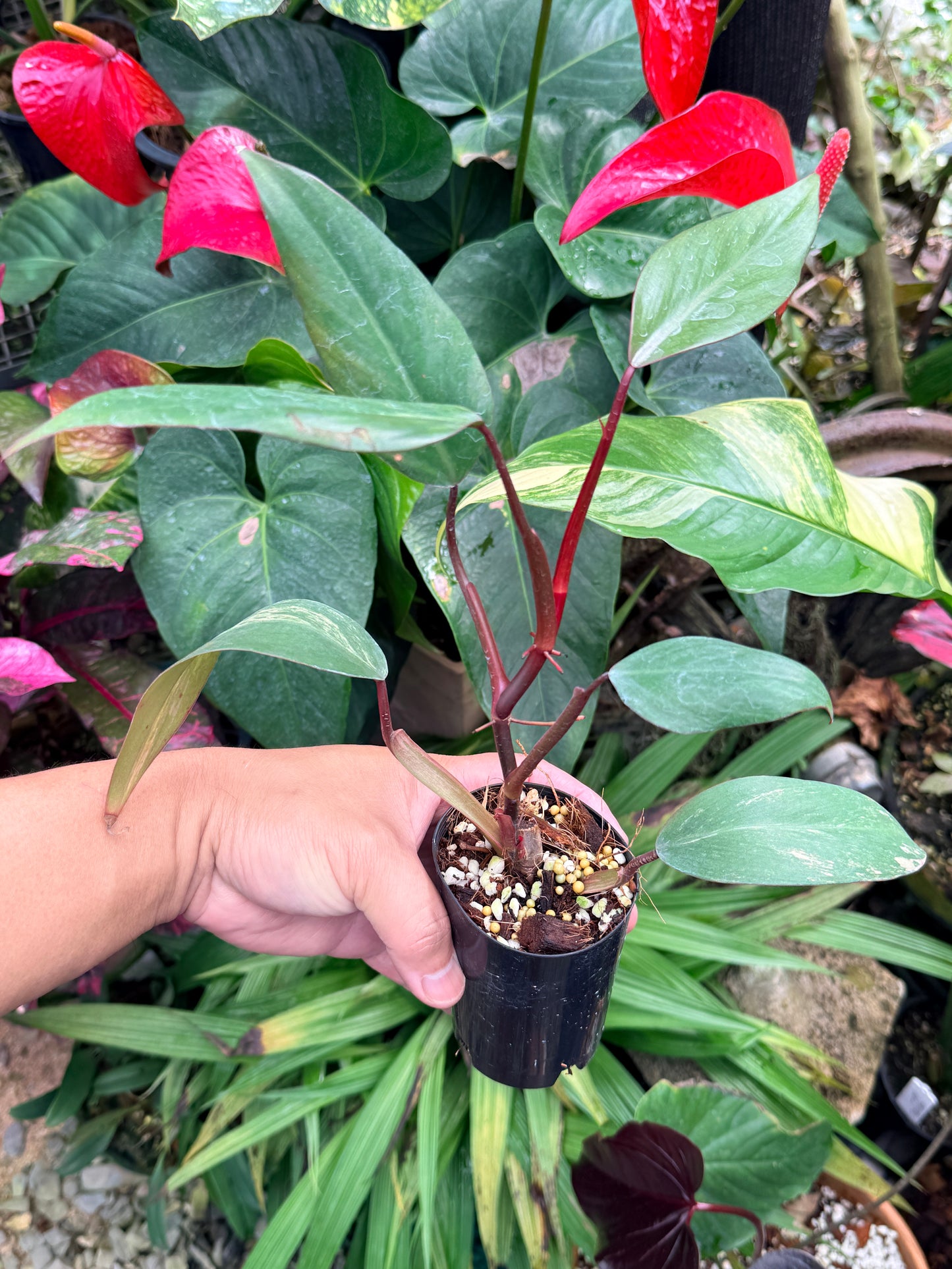Philodendron 'Strawberry Shake' M61